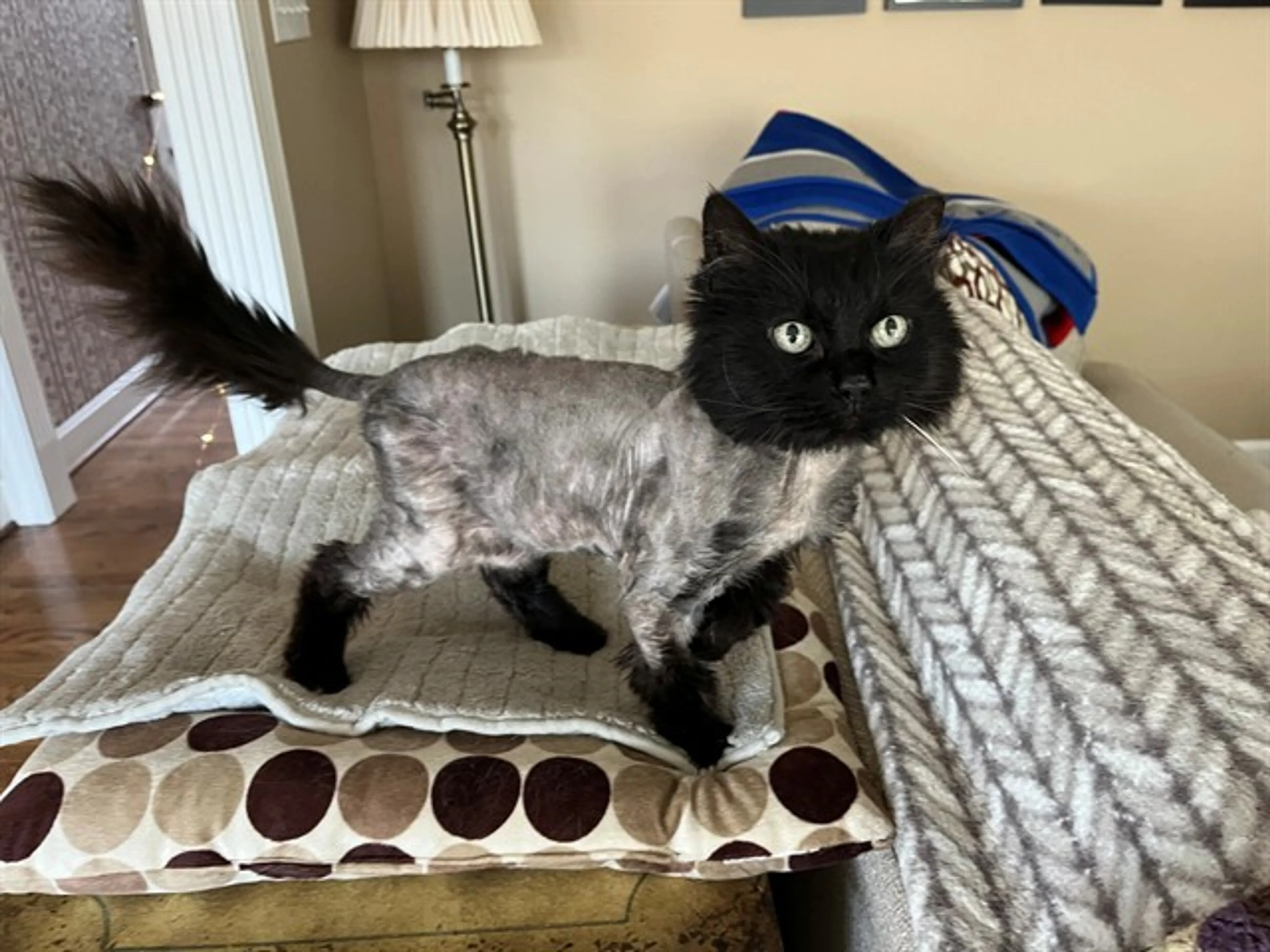 Found pet