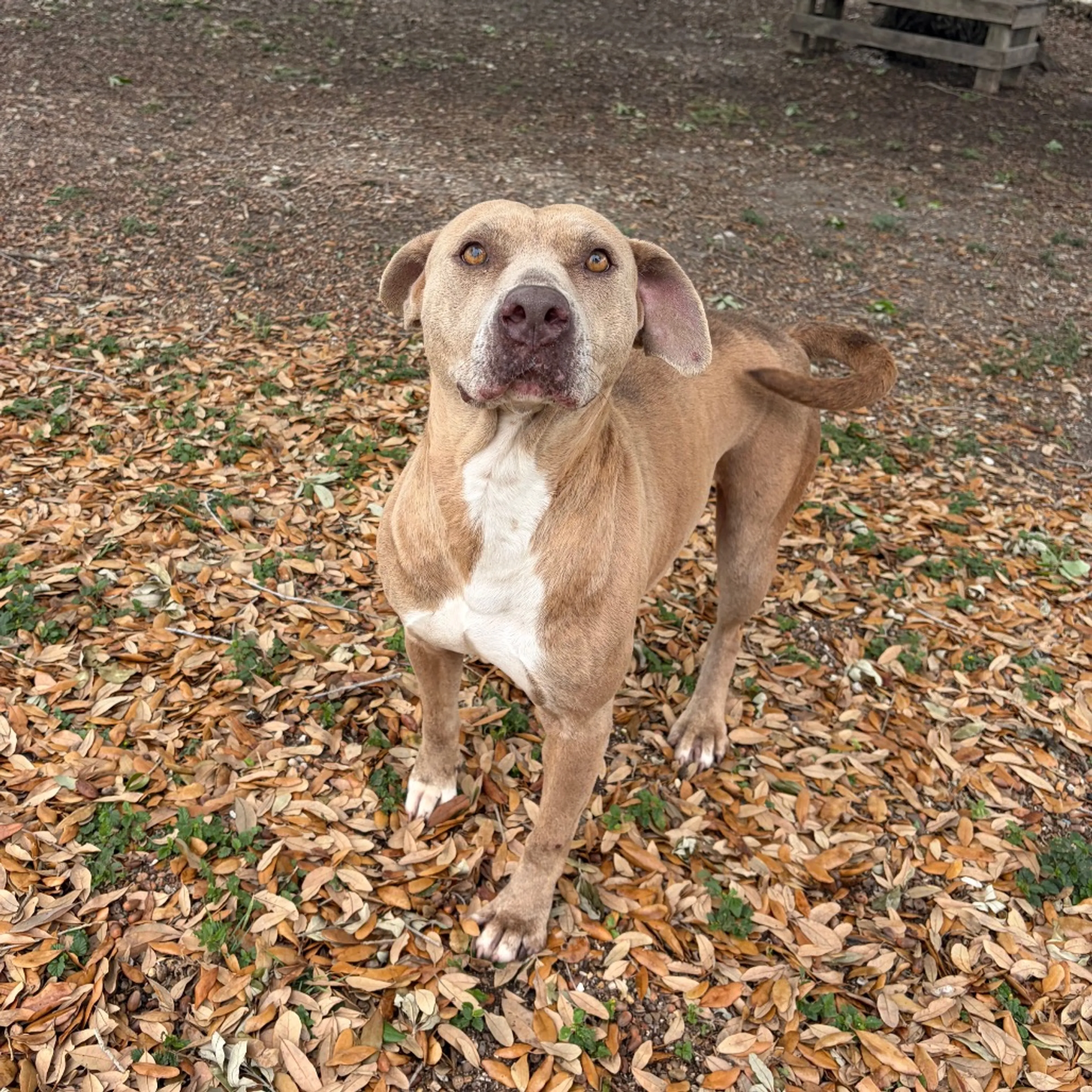 Found pet-2