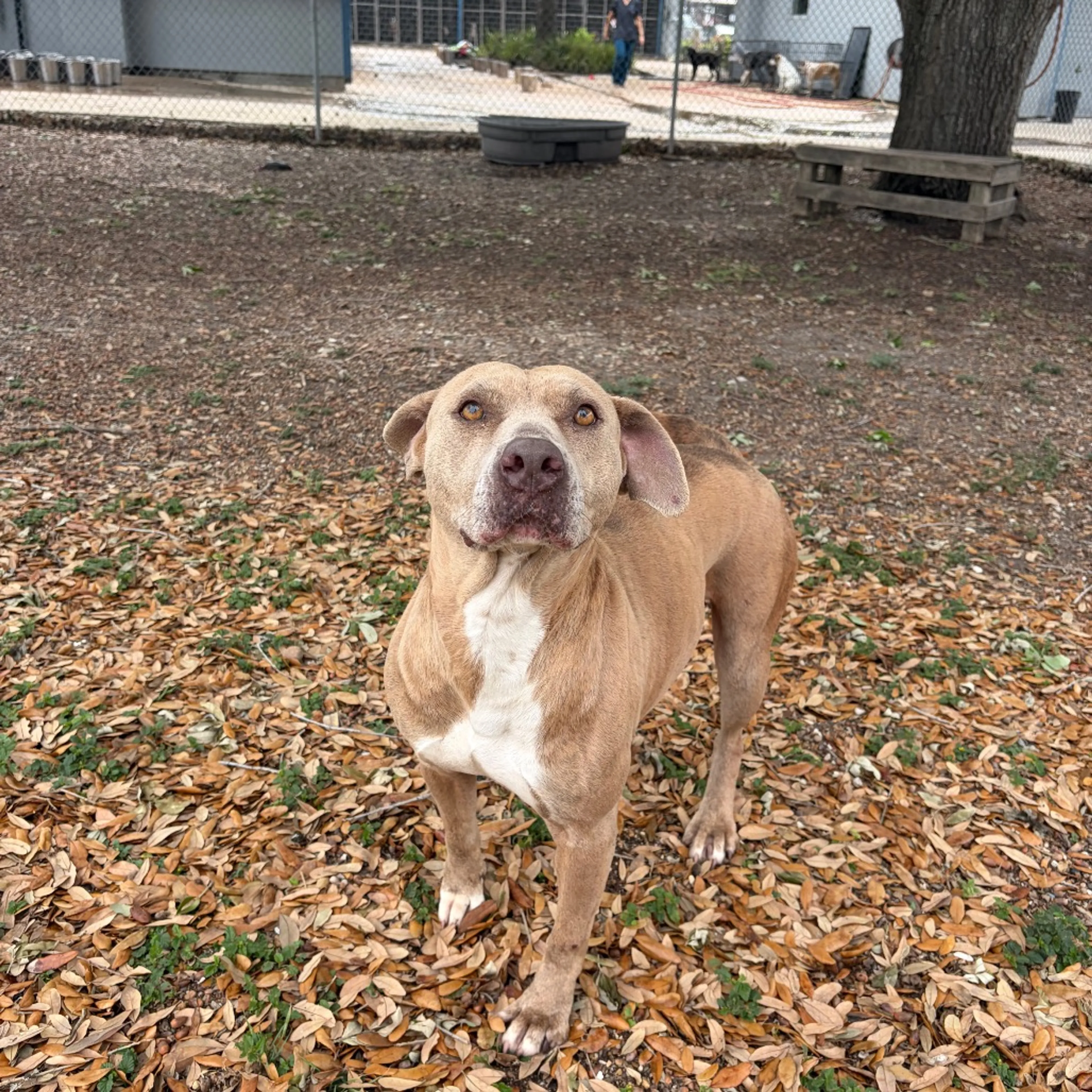 Found pet-3