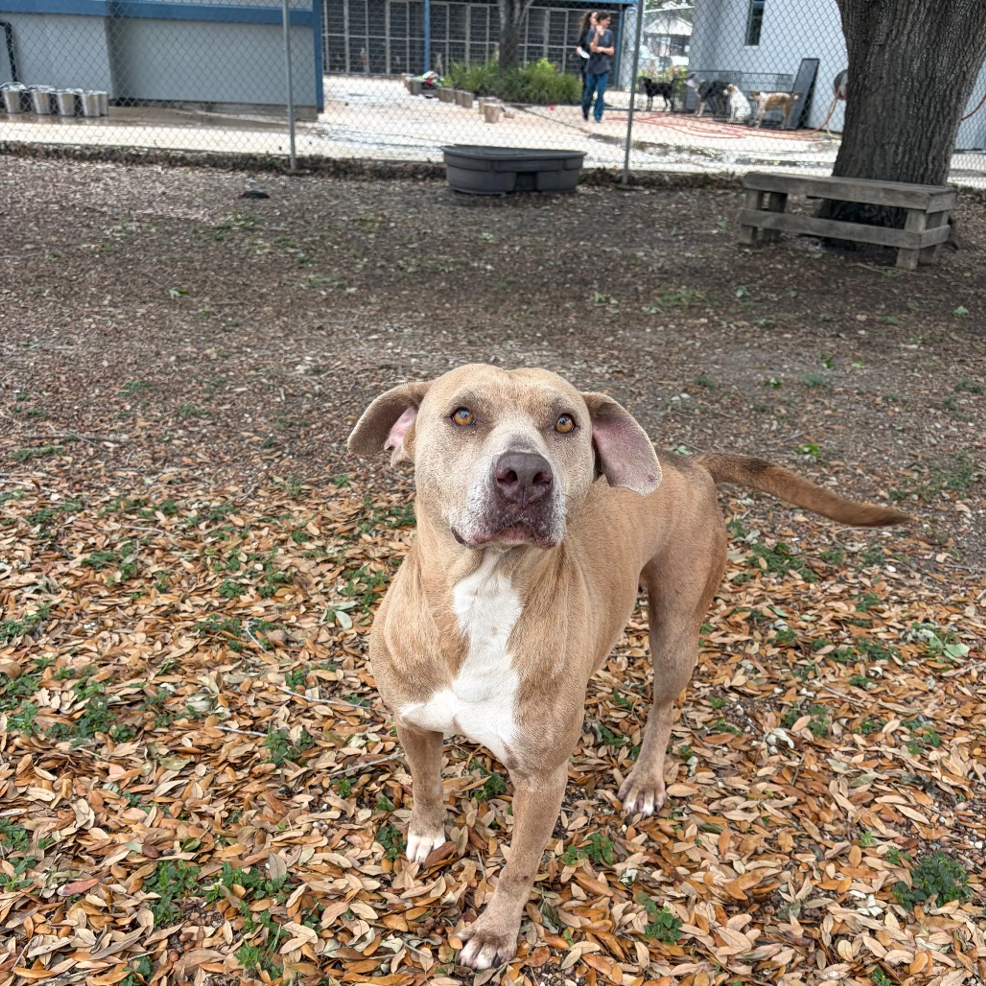 Found pet-6