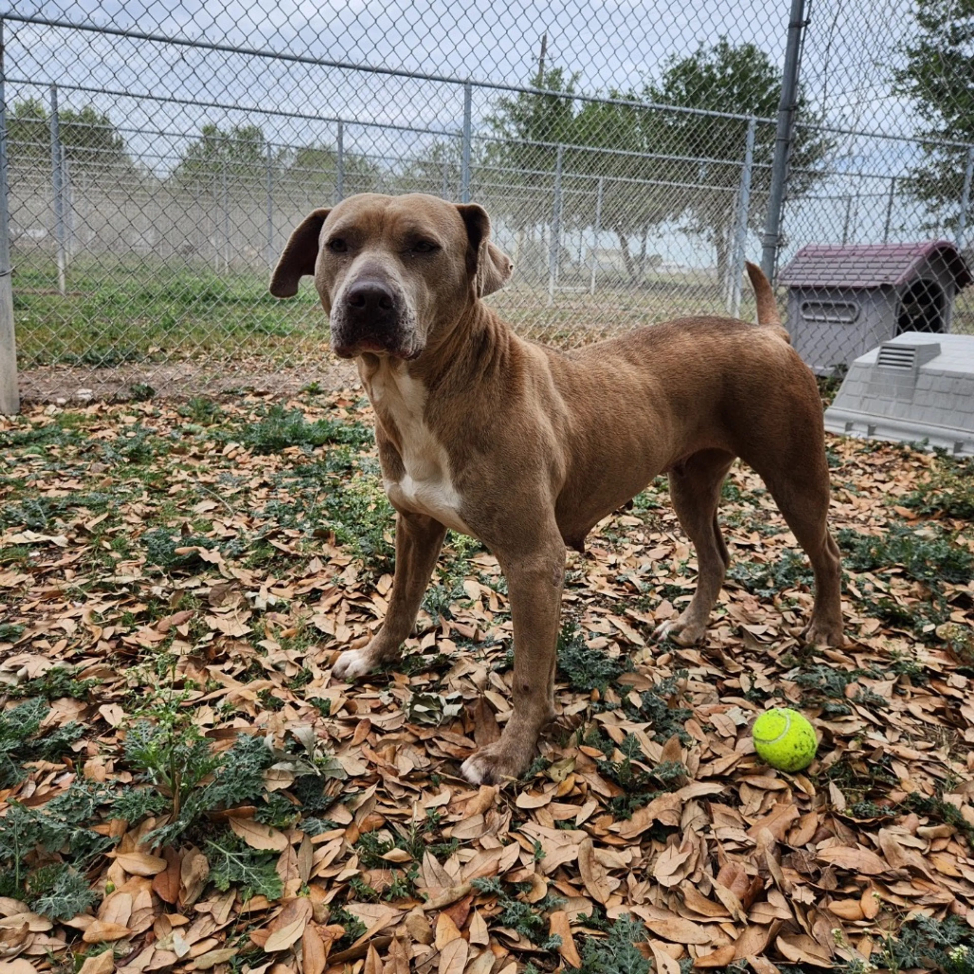 Found pet-8