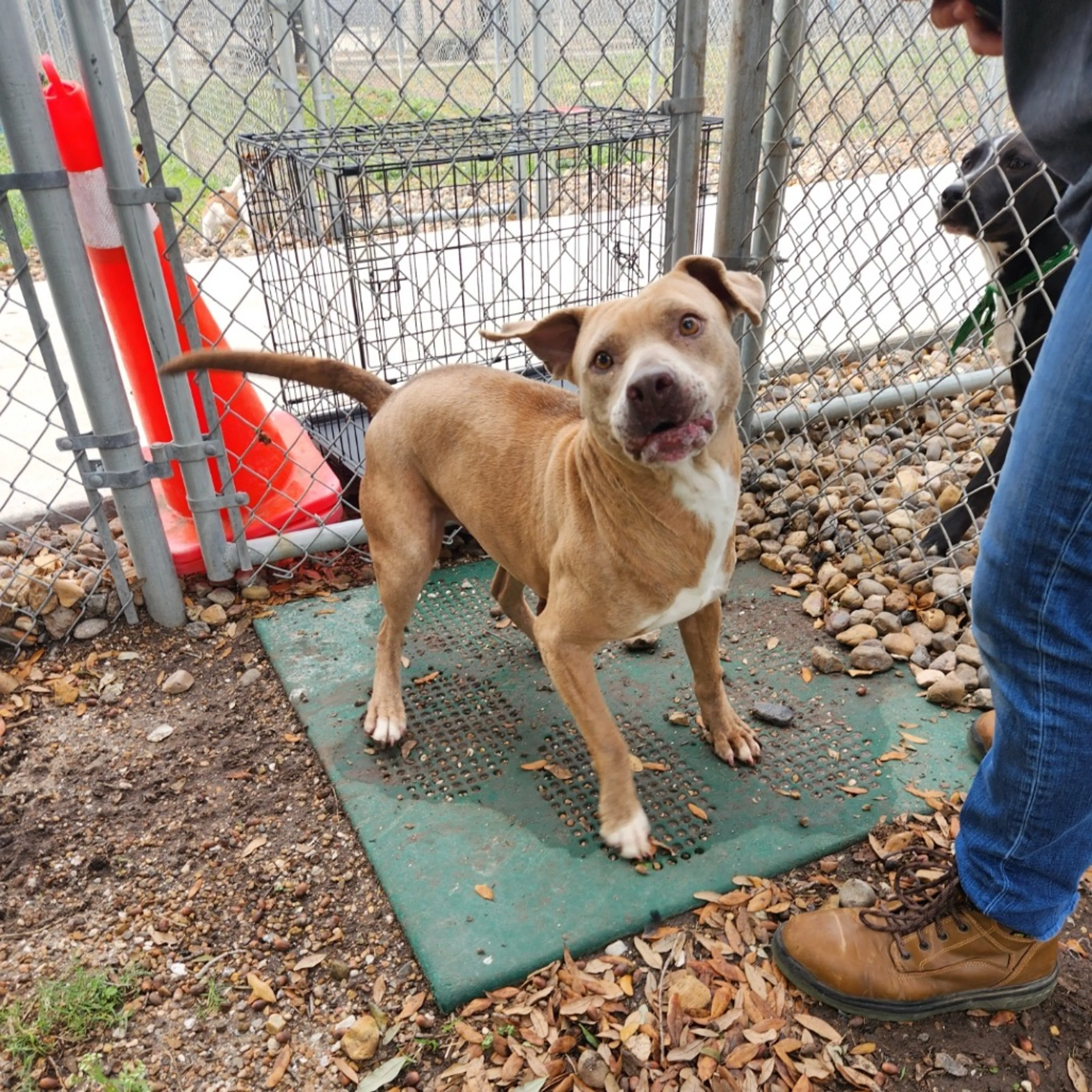 Found pet-19