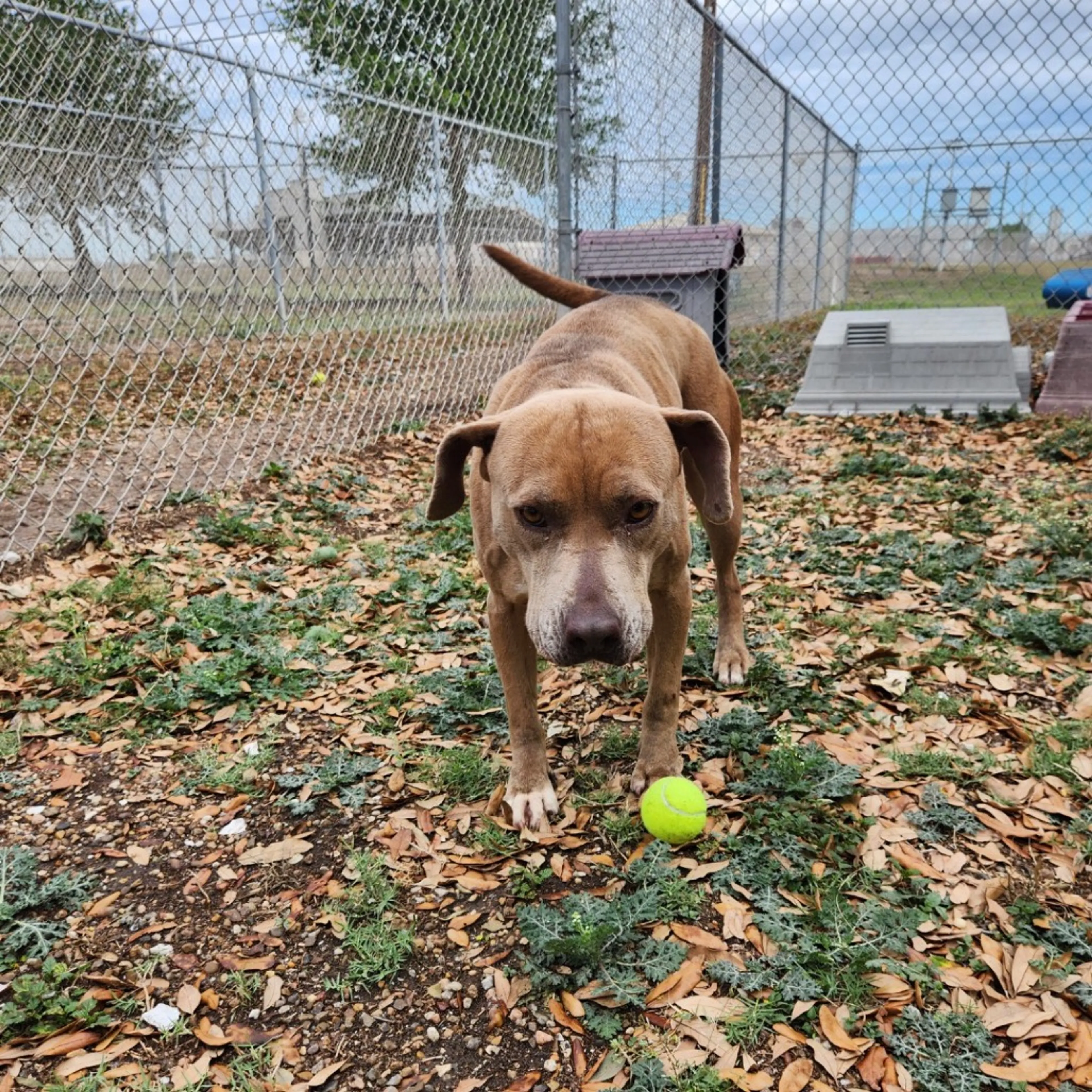 Found pet-17