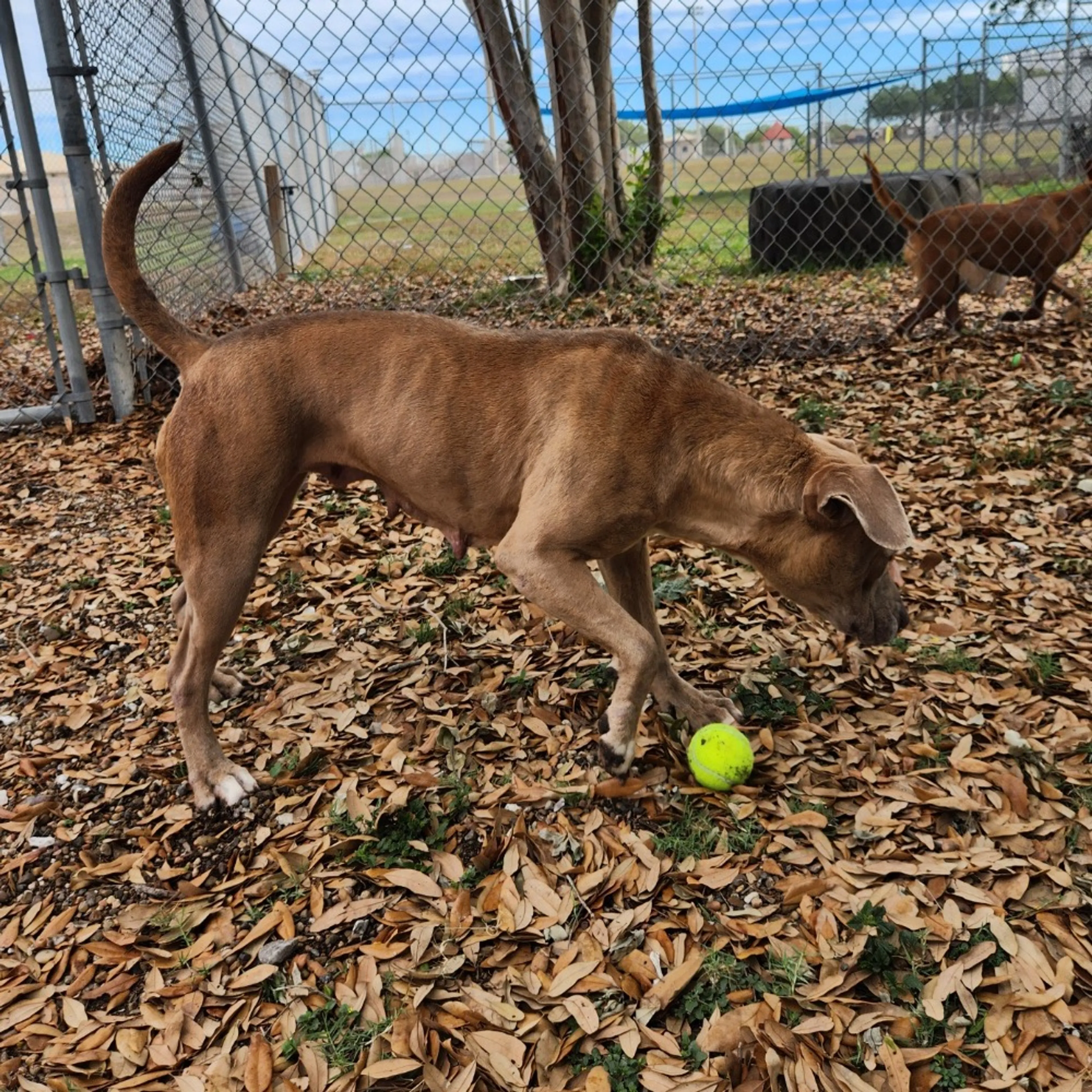 Found pet-7