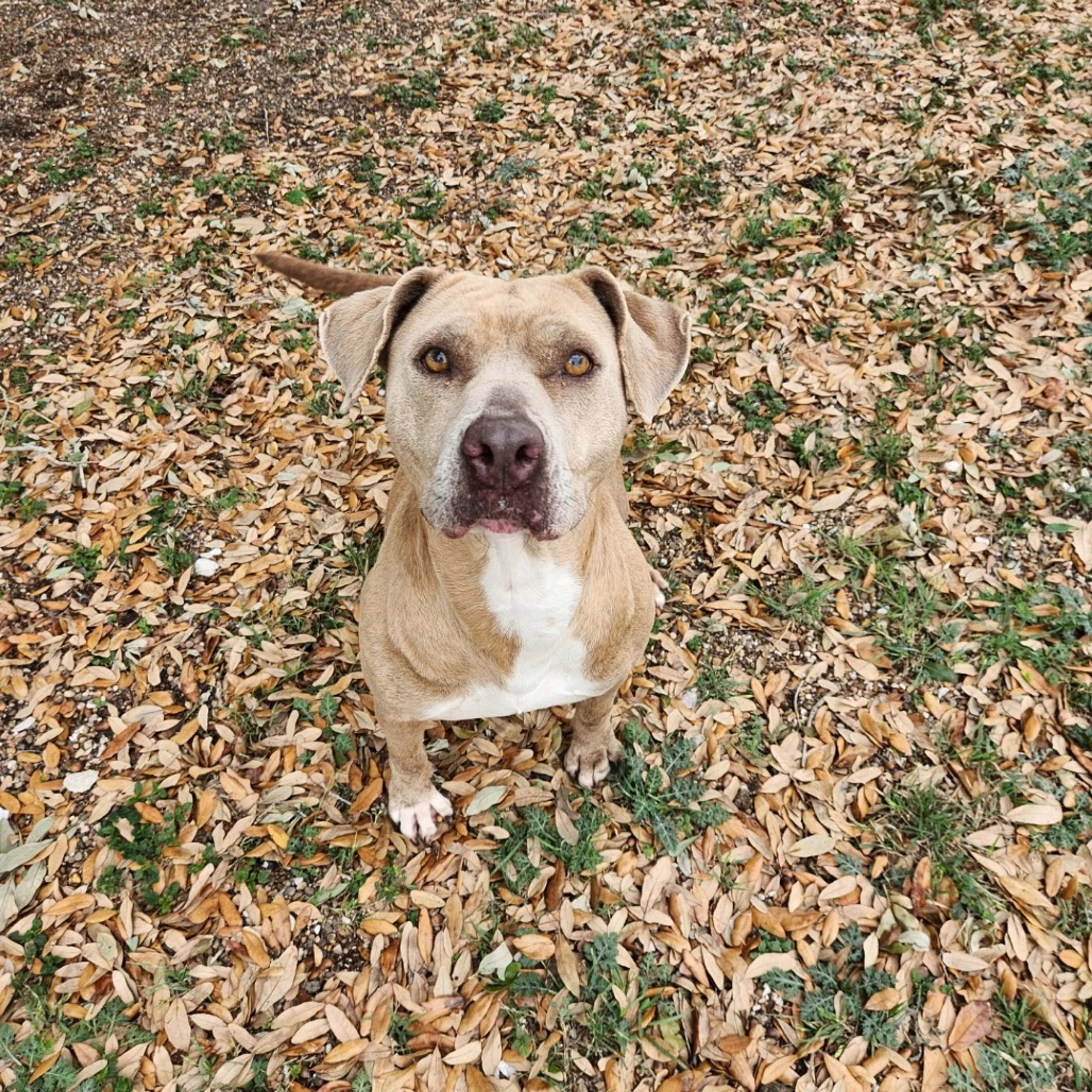 Found pet-11