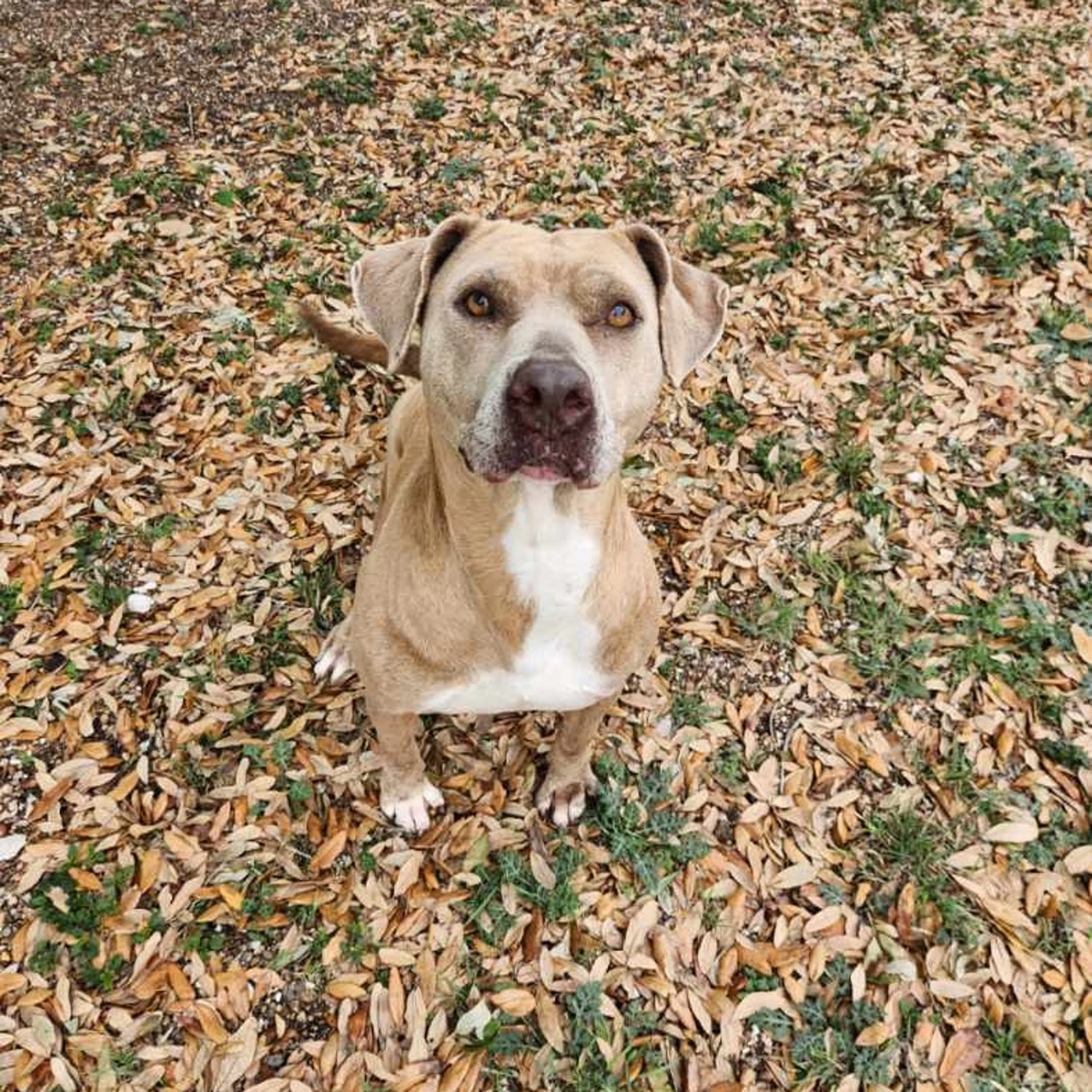 Found pet-13