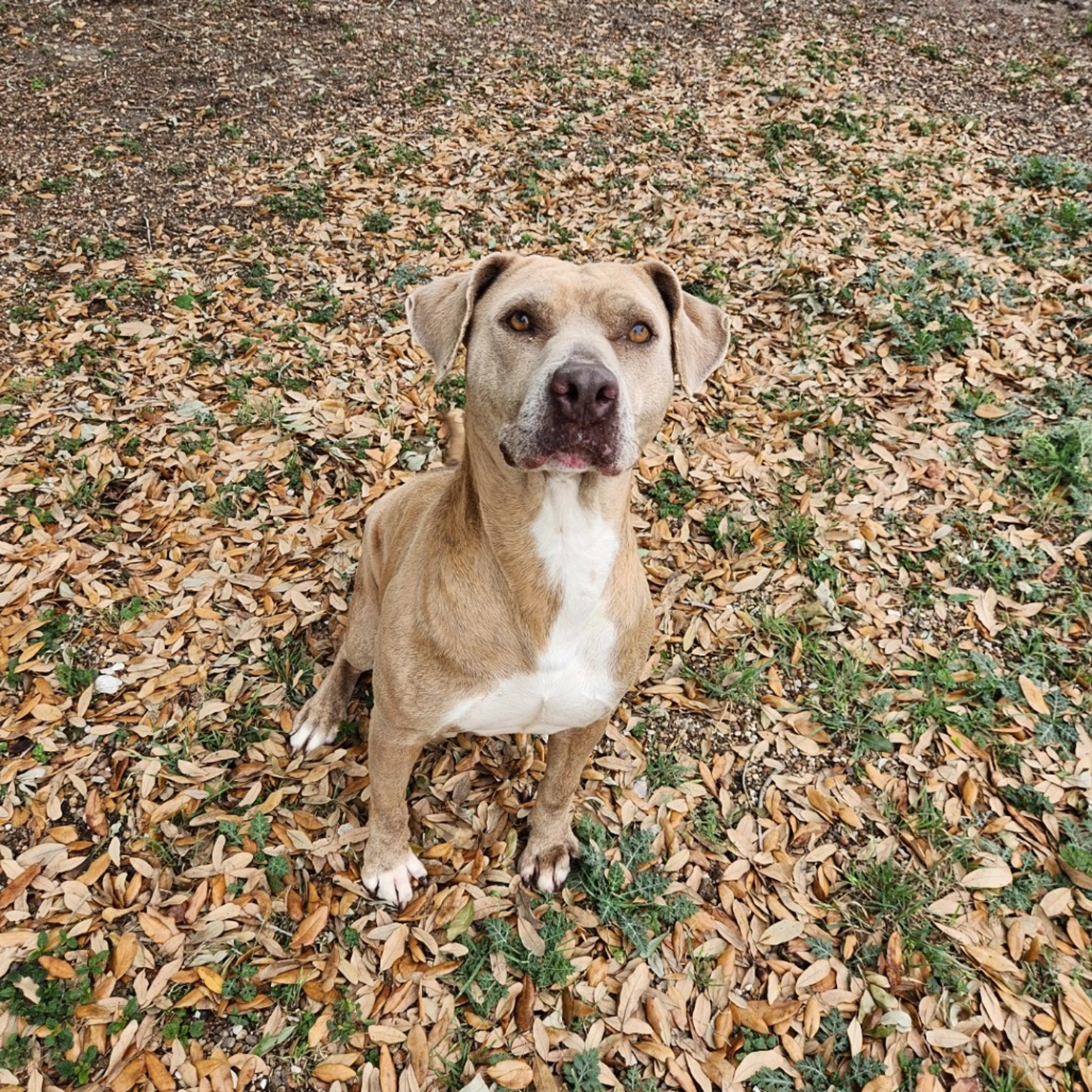 Found pet-12