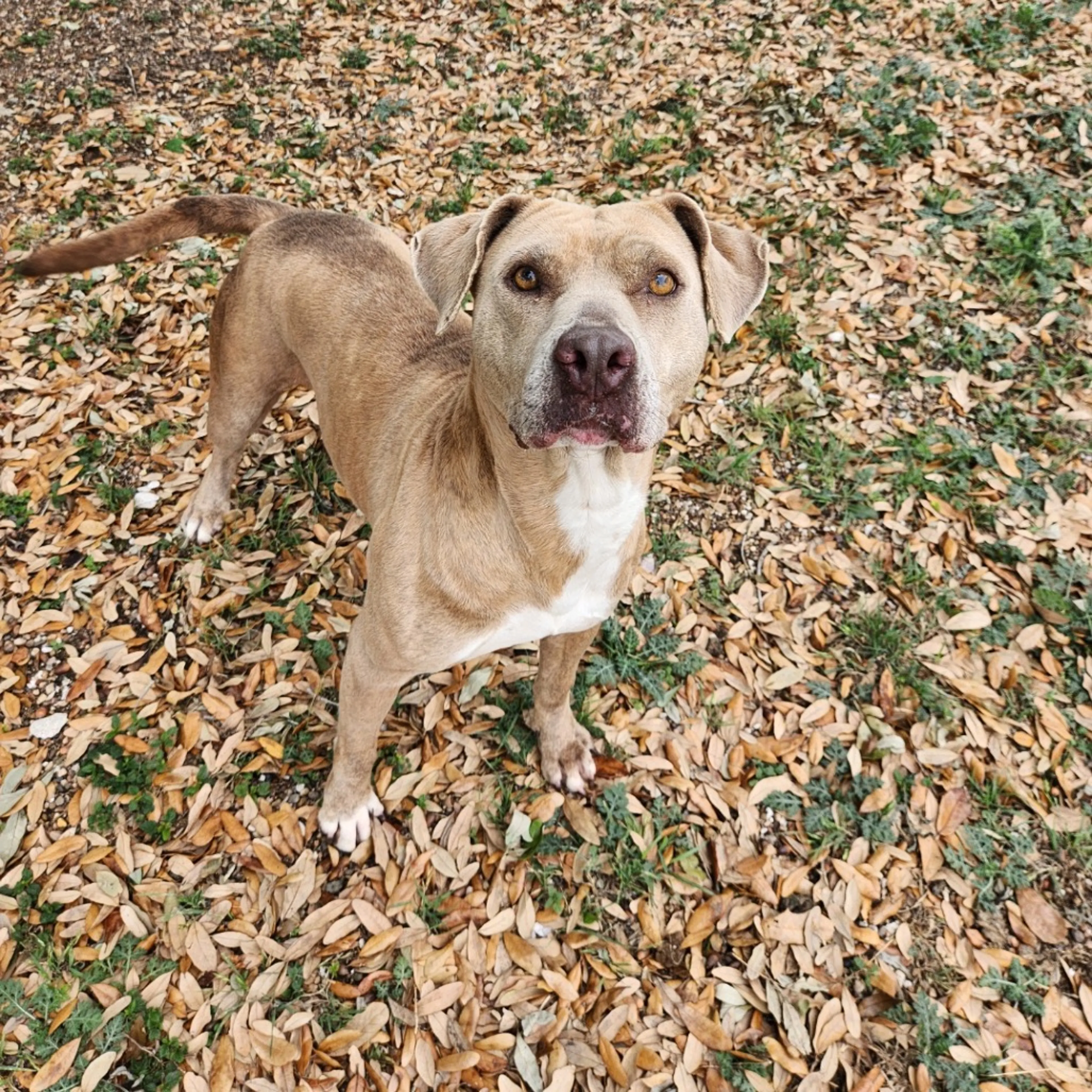 Found pet-14