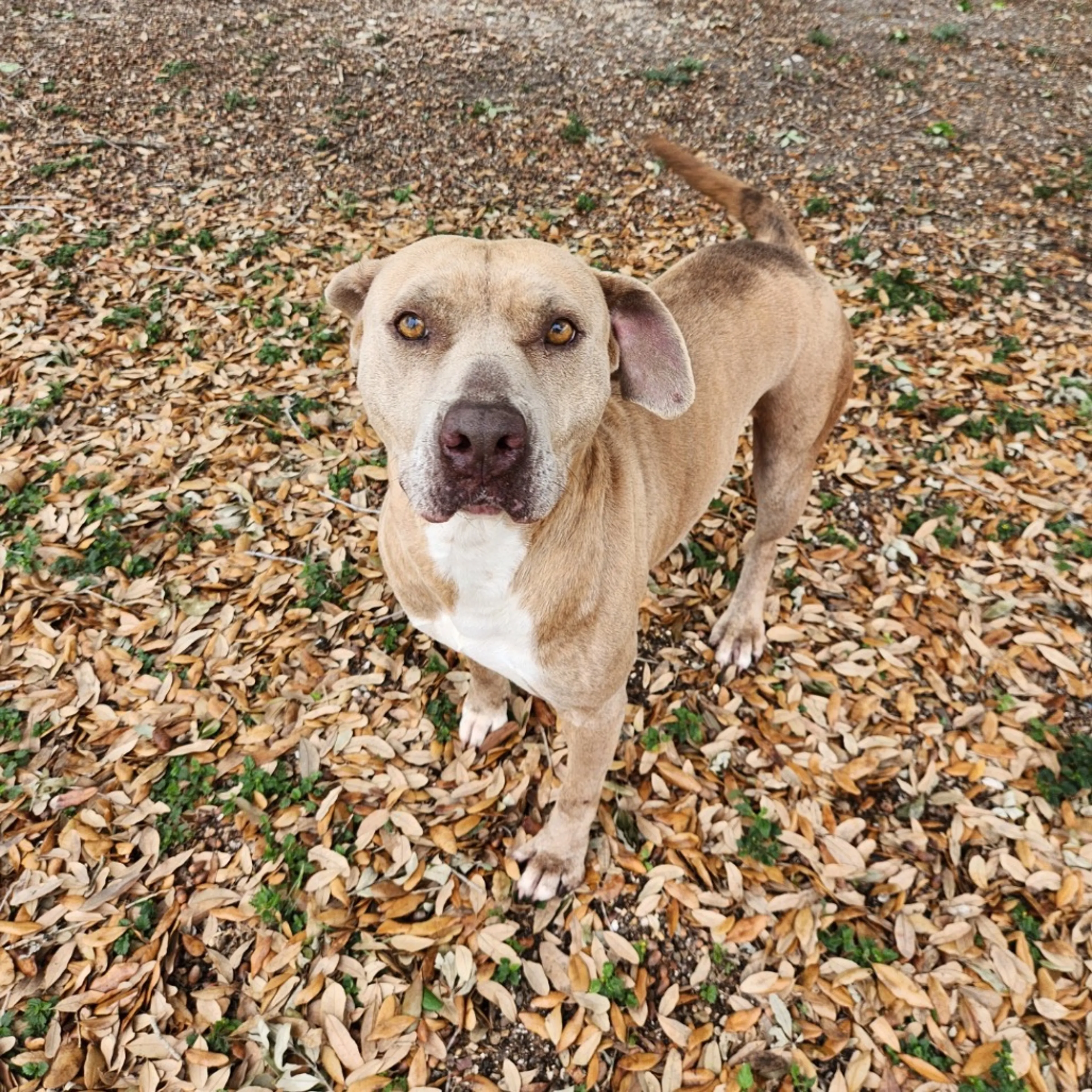 Found pet-18