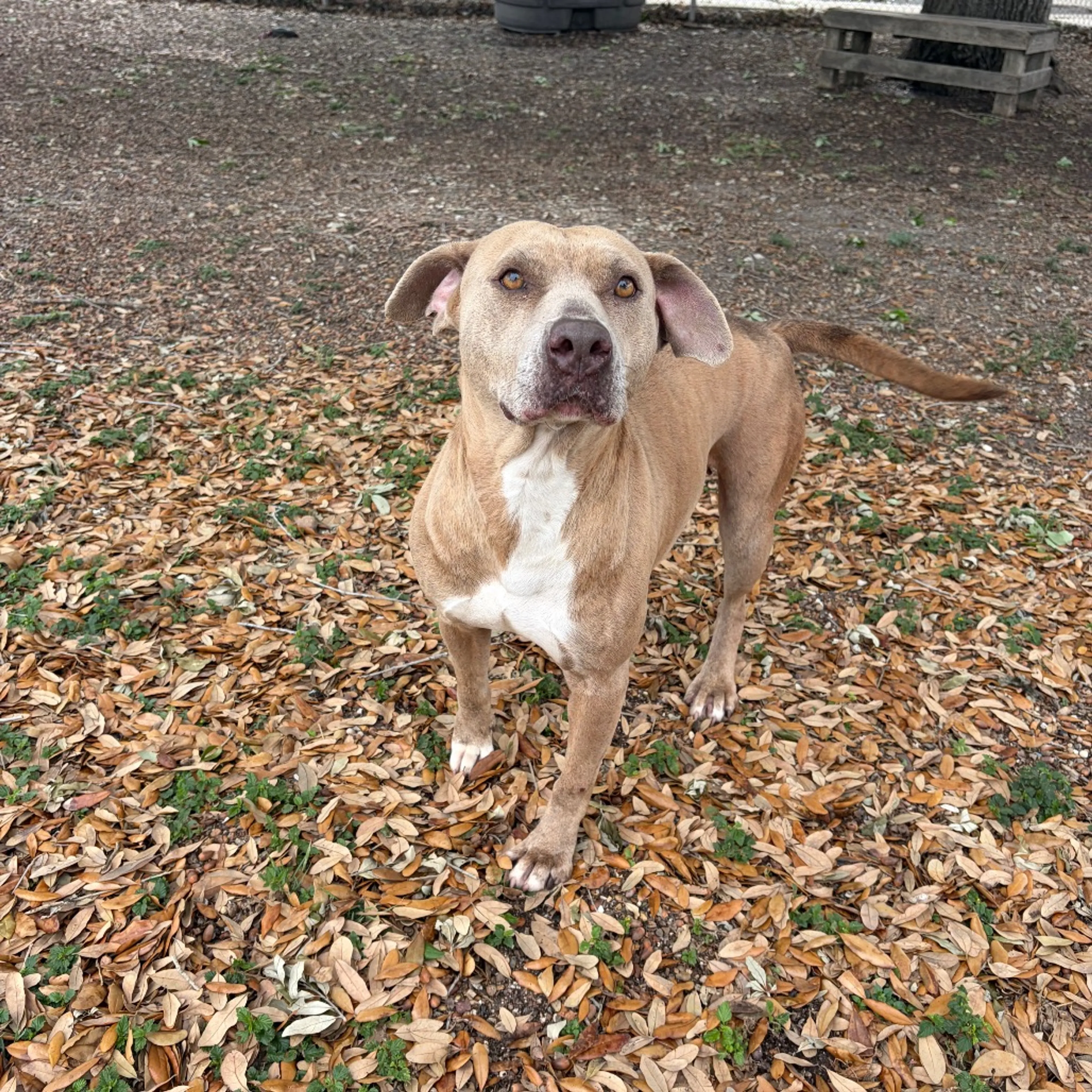 Found pet-20