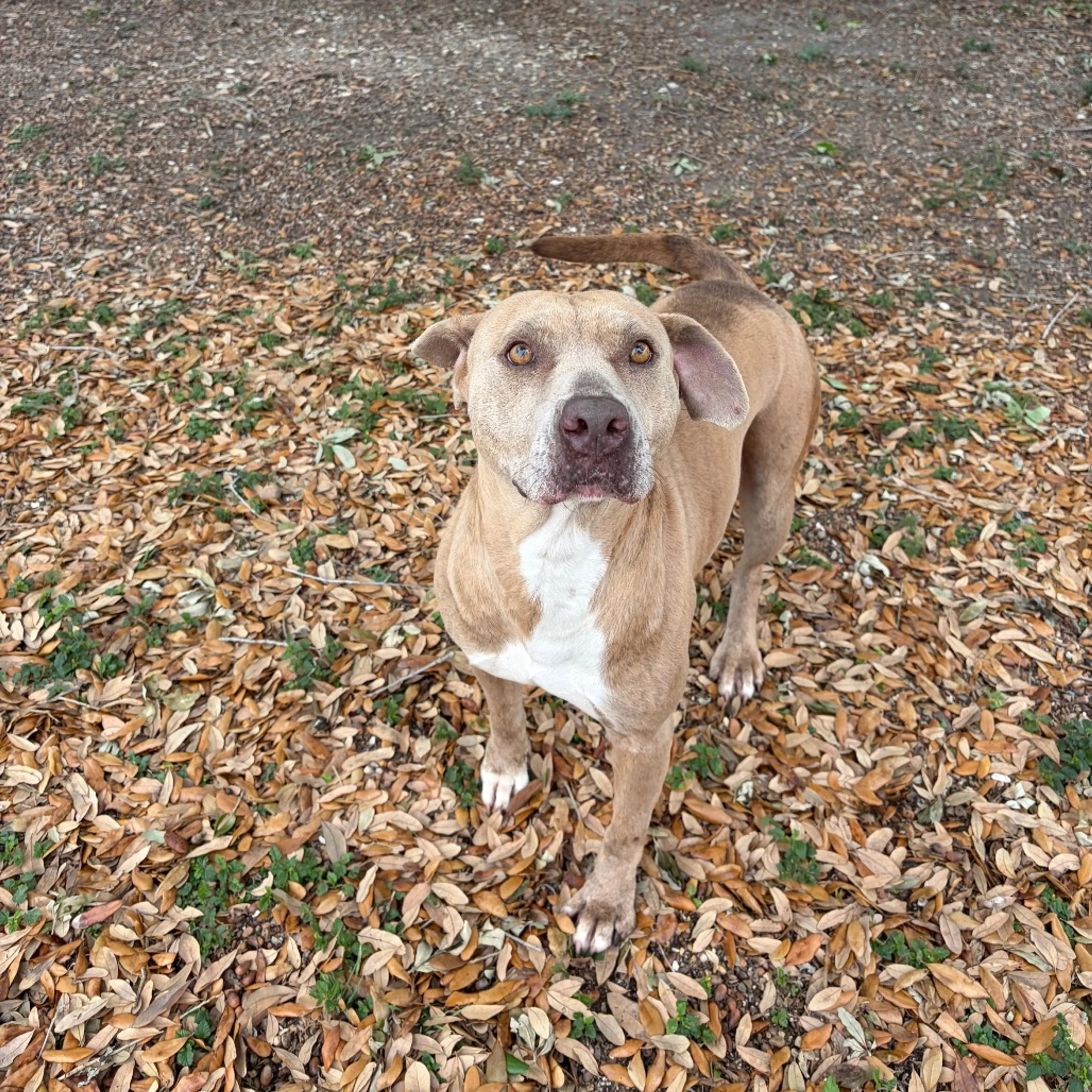 Found pet-4
