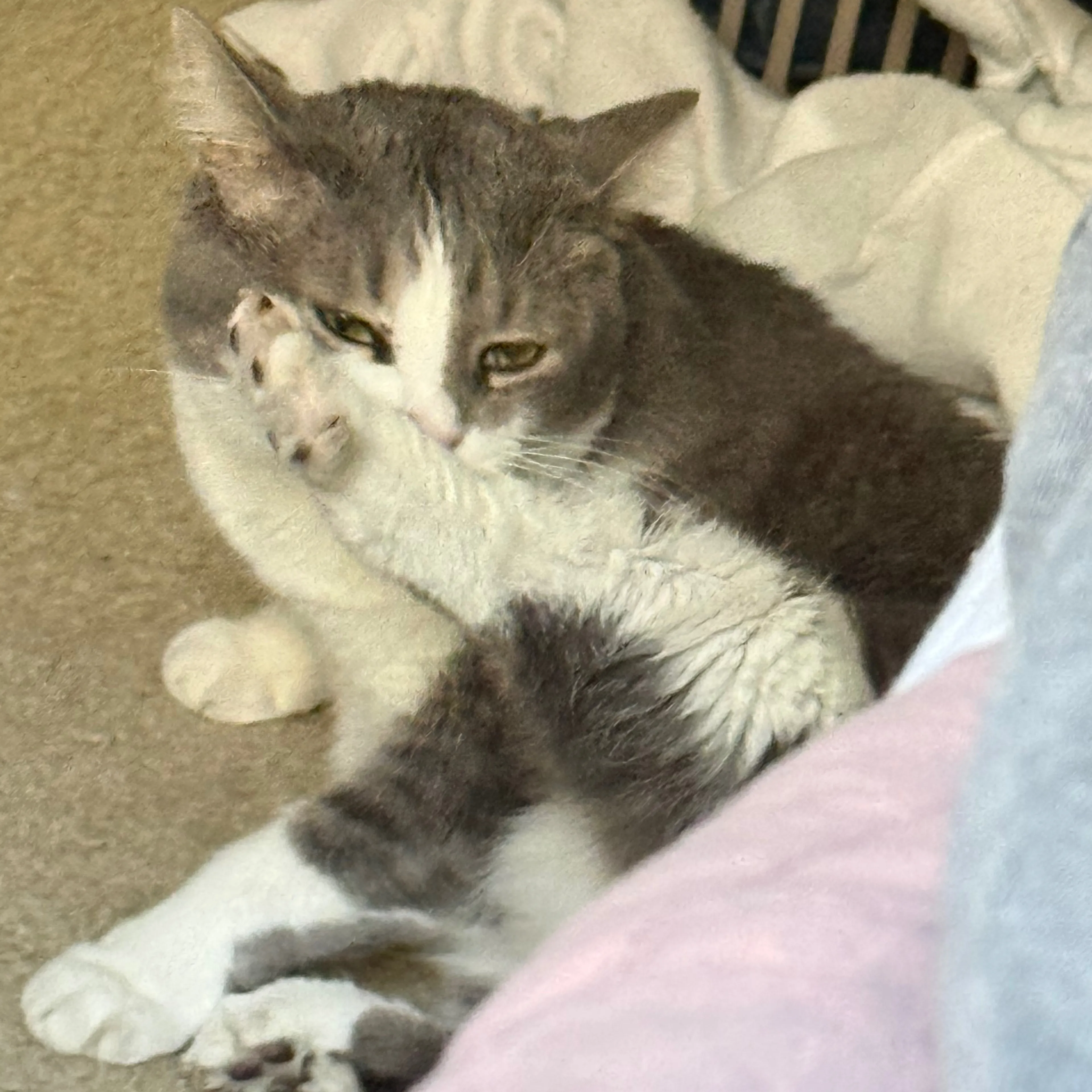 Lost pet-3
