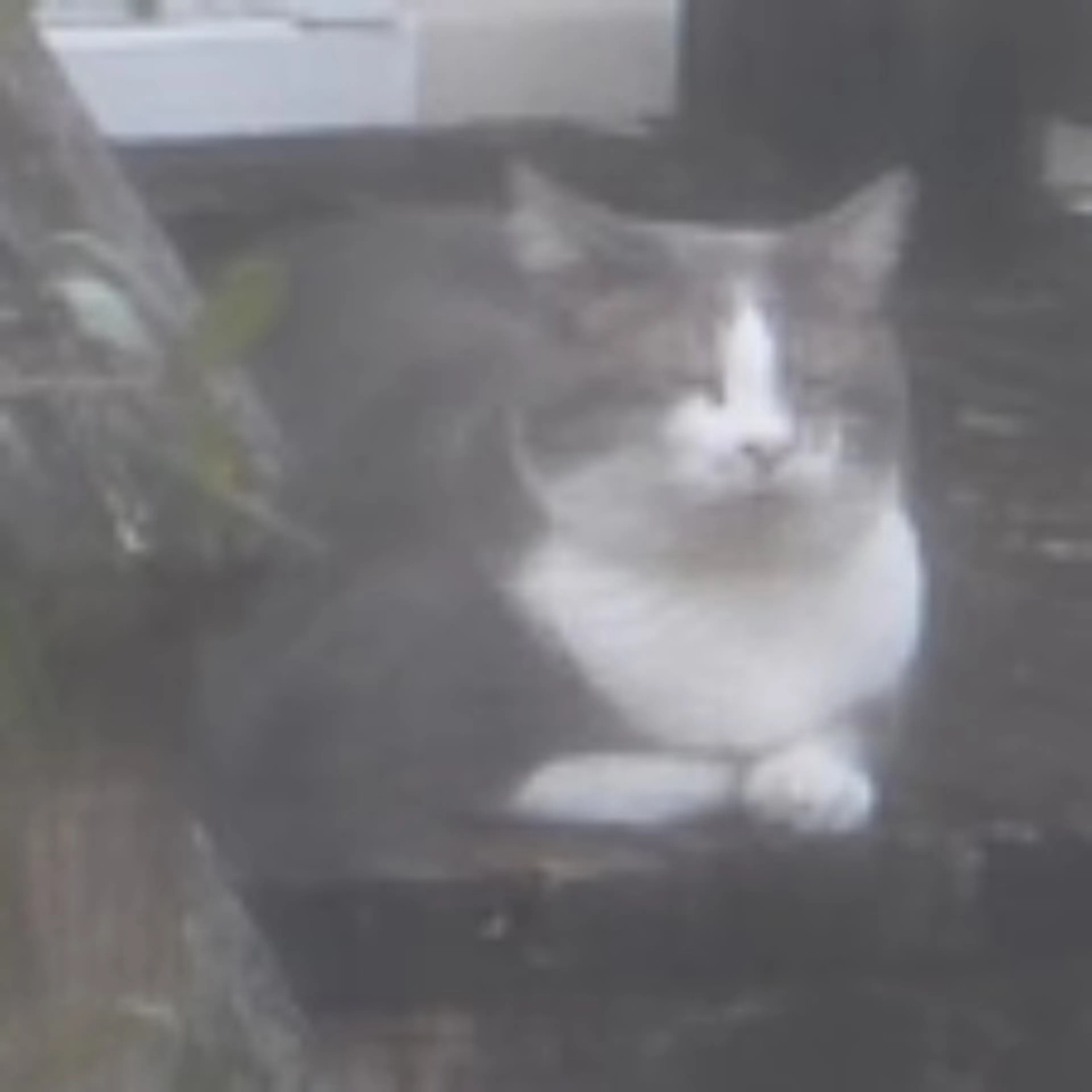 Lost pet-0
