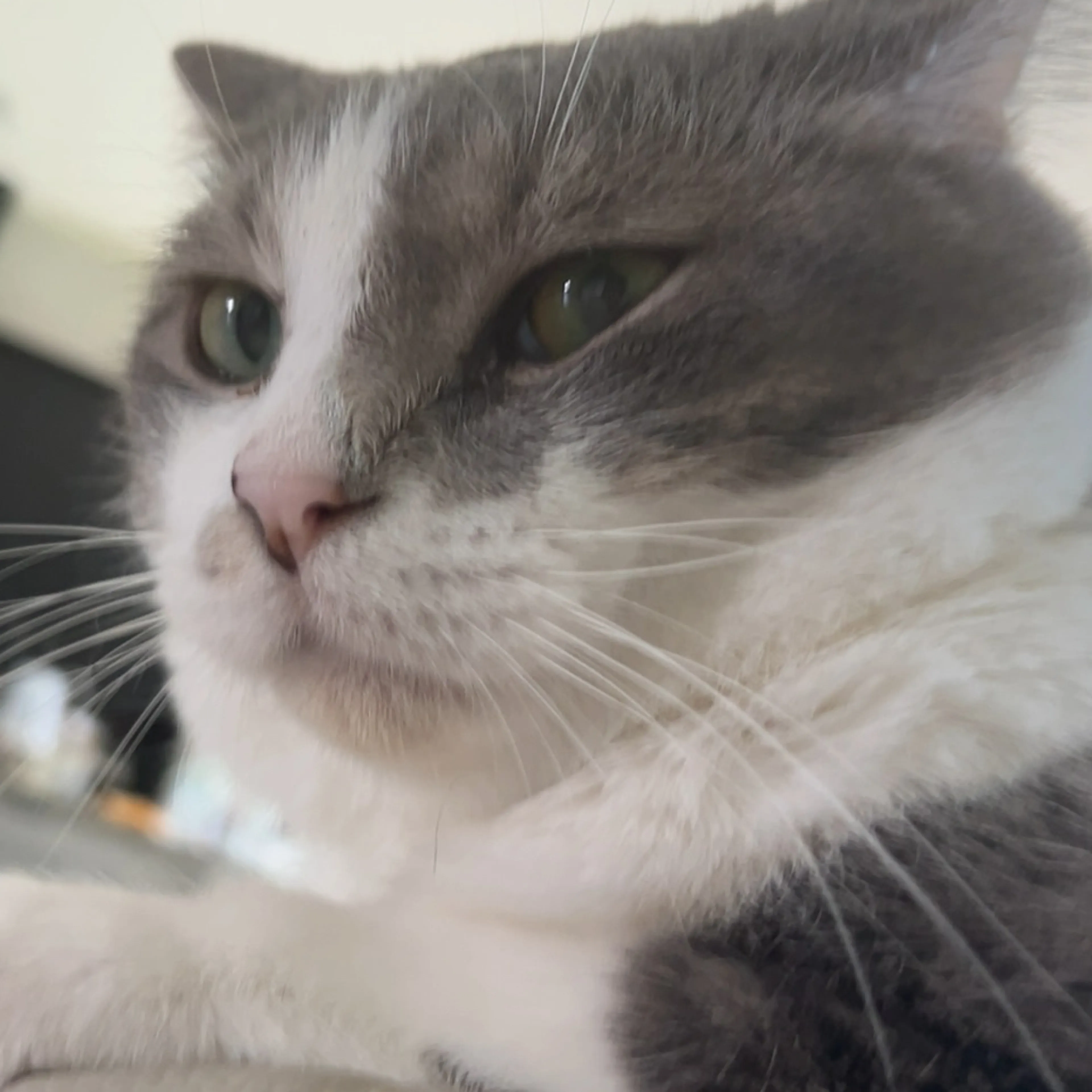 Lost pet-2