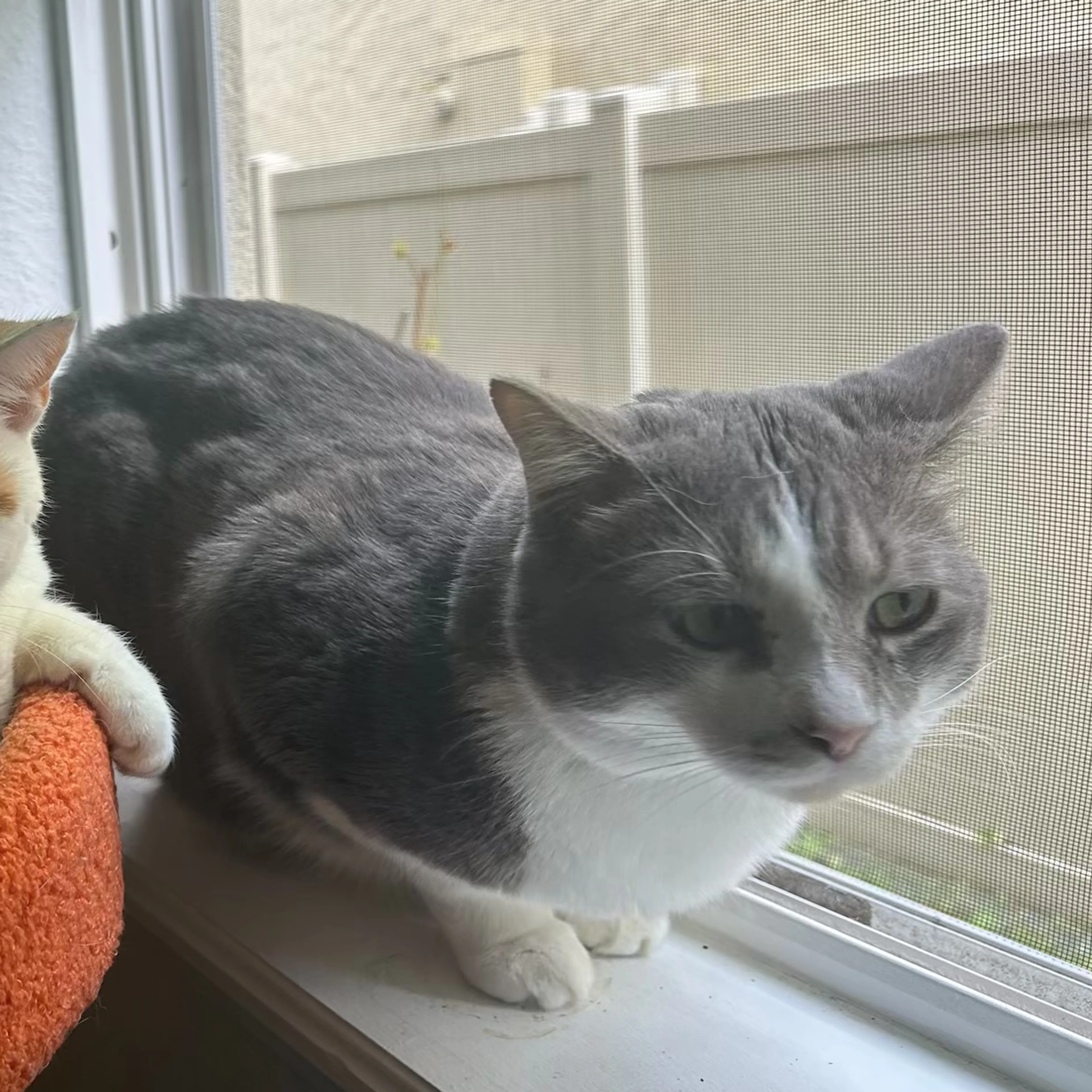 Lost pet-1