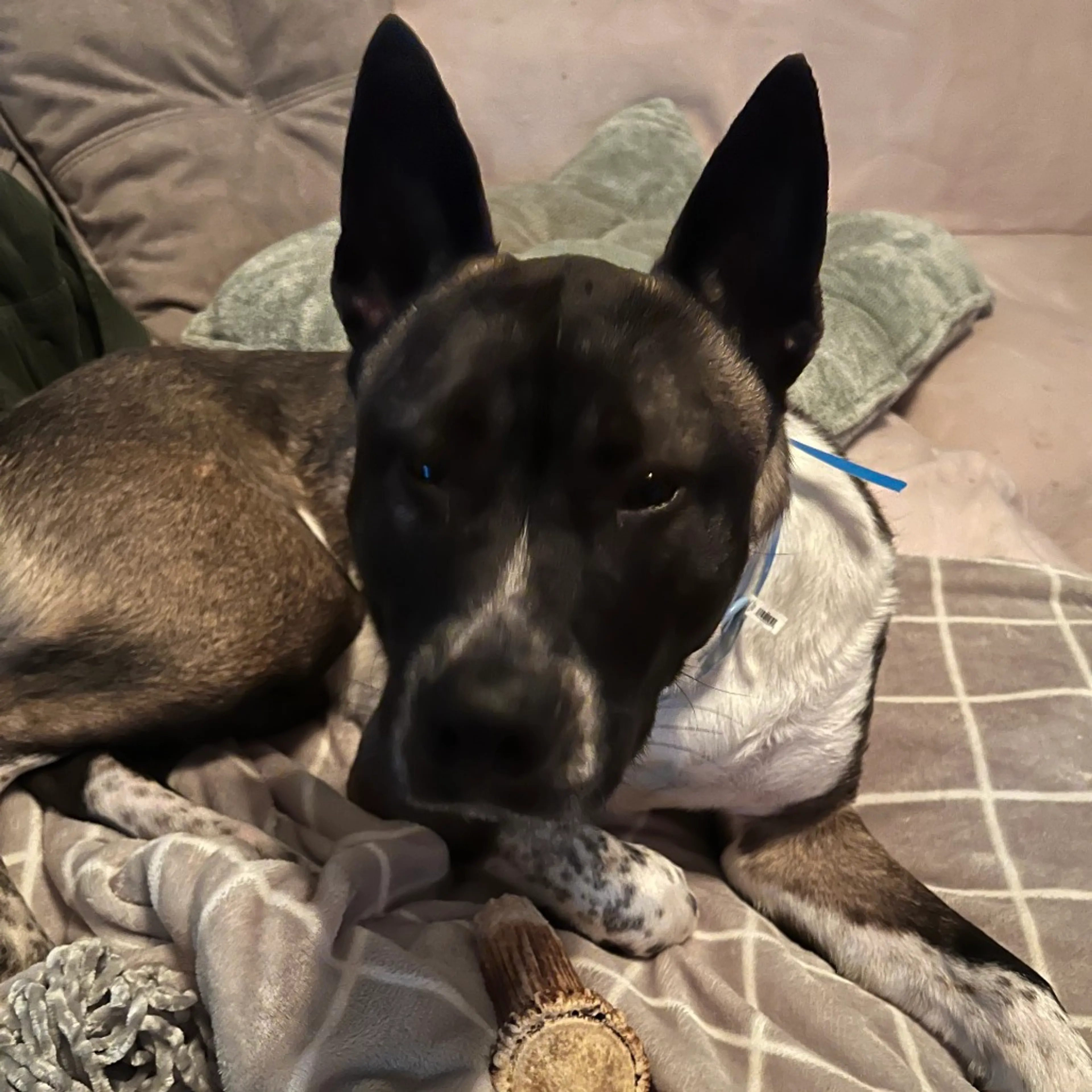 Found pet-2