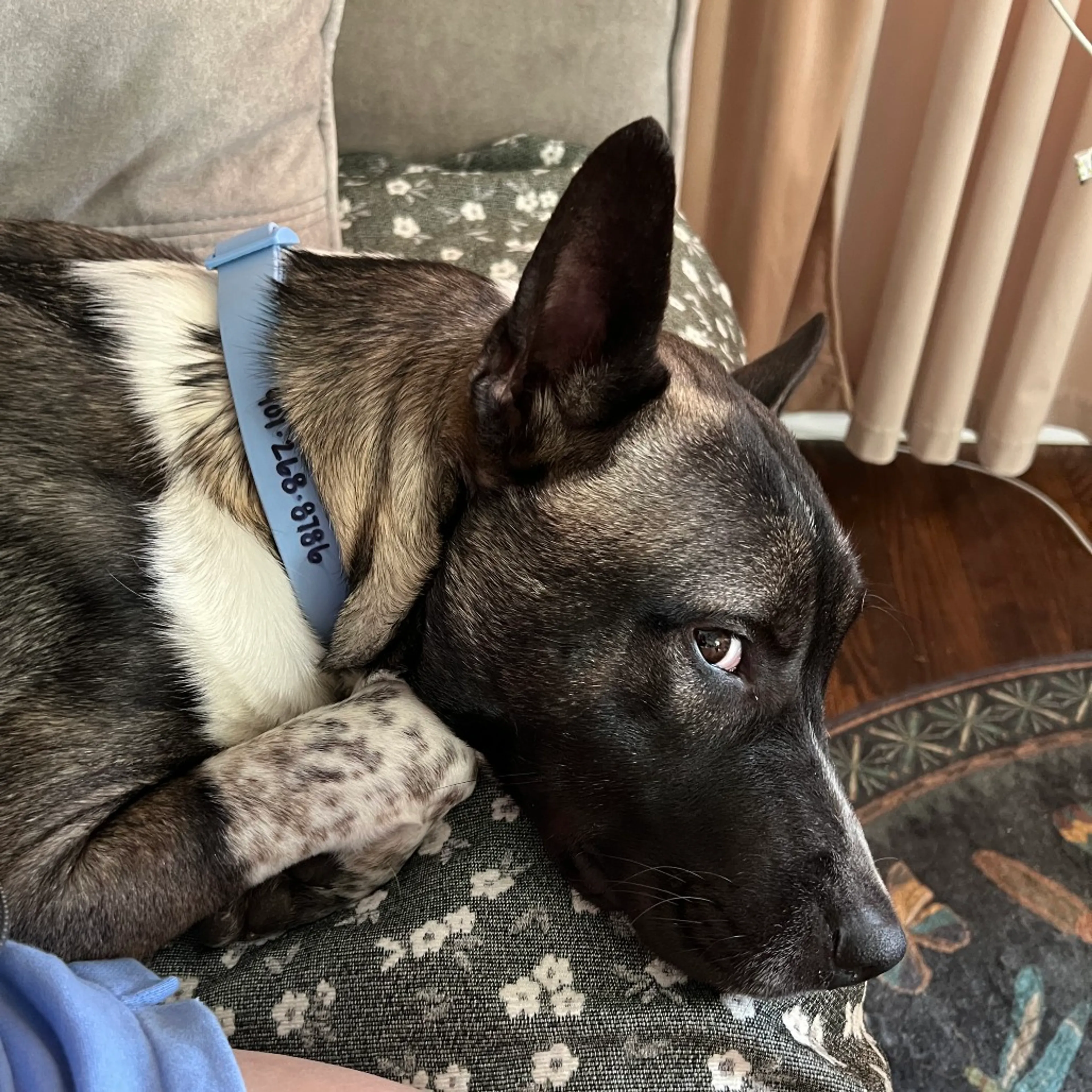 Found pet-3