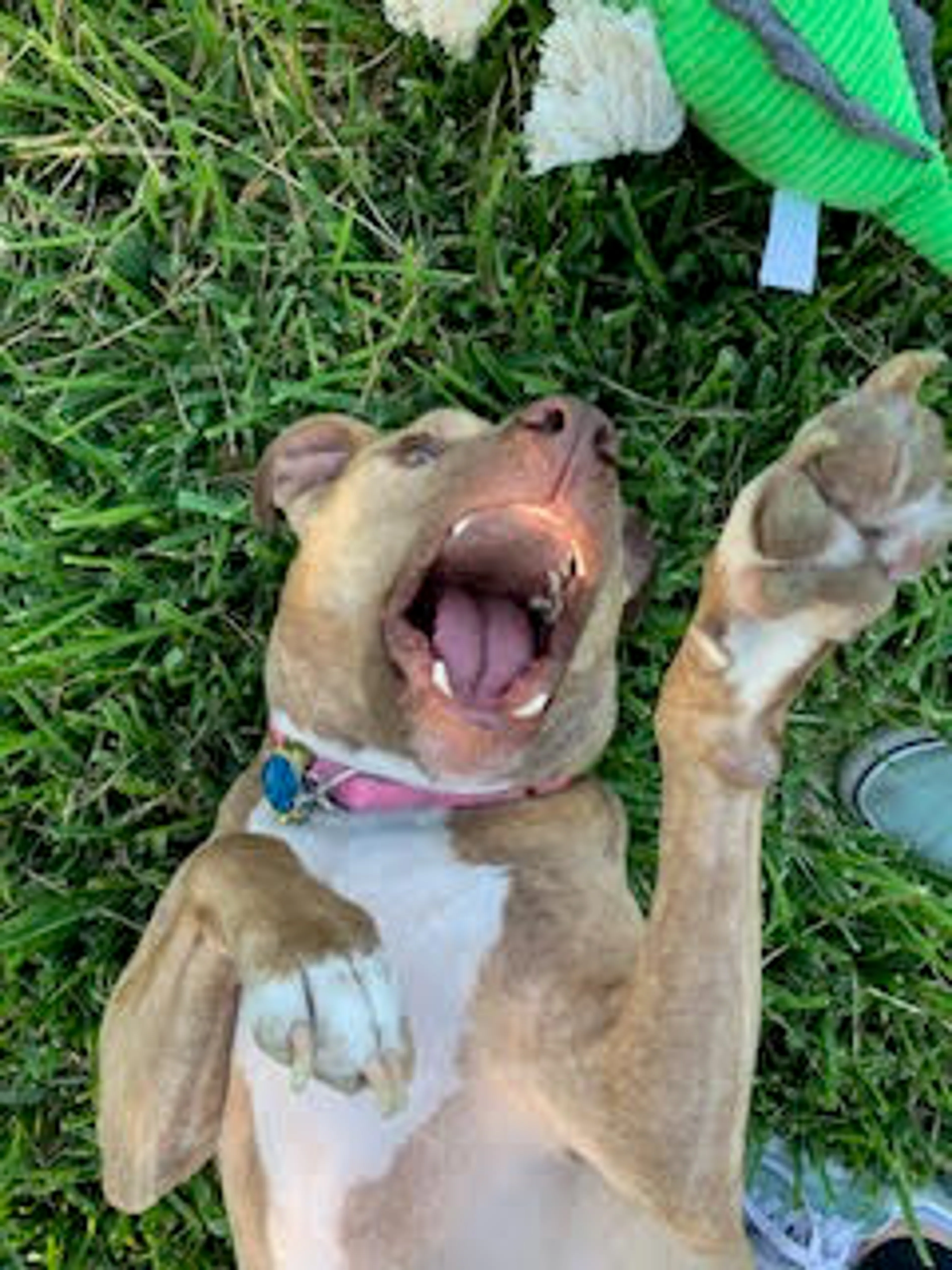 Found pet-1