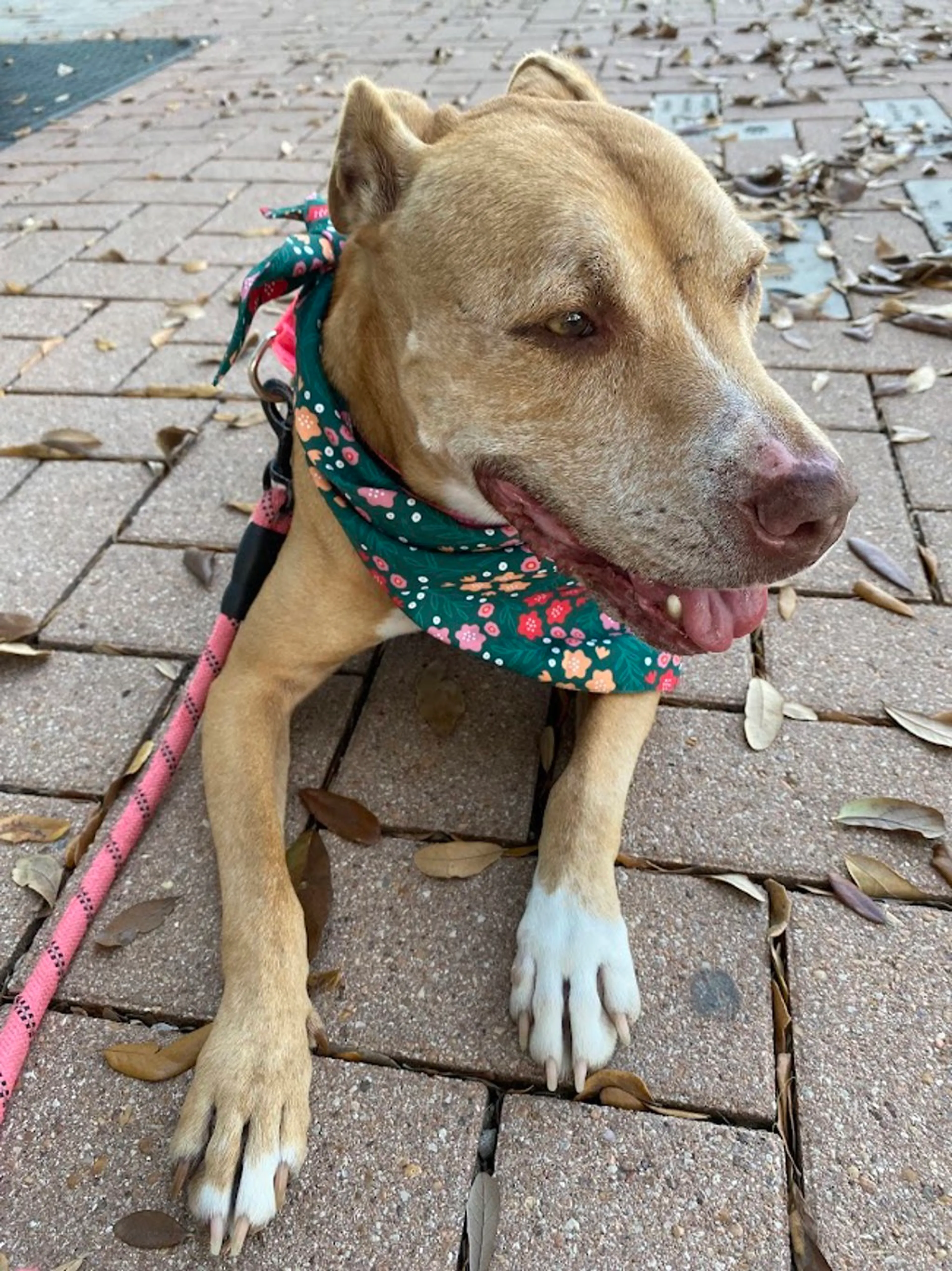 Found pet-3
