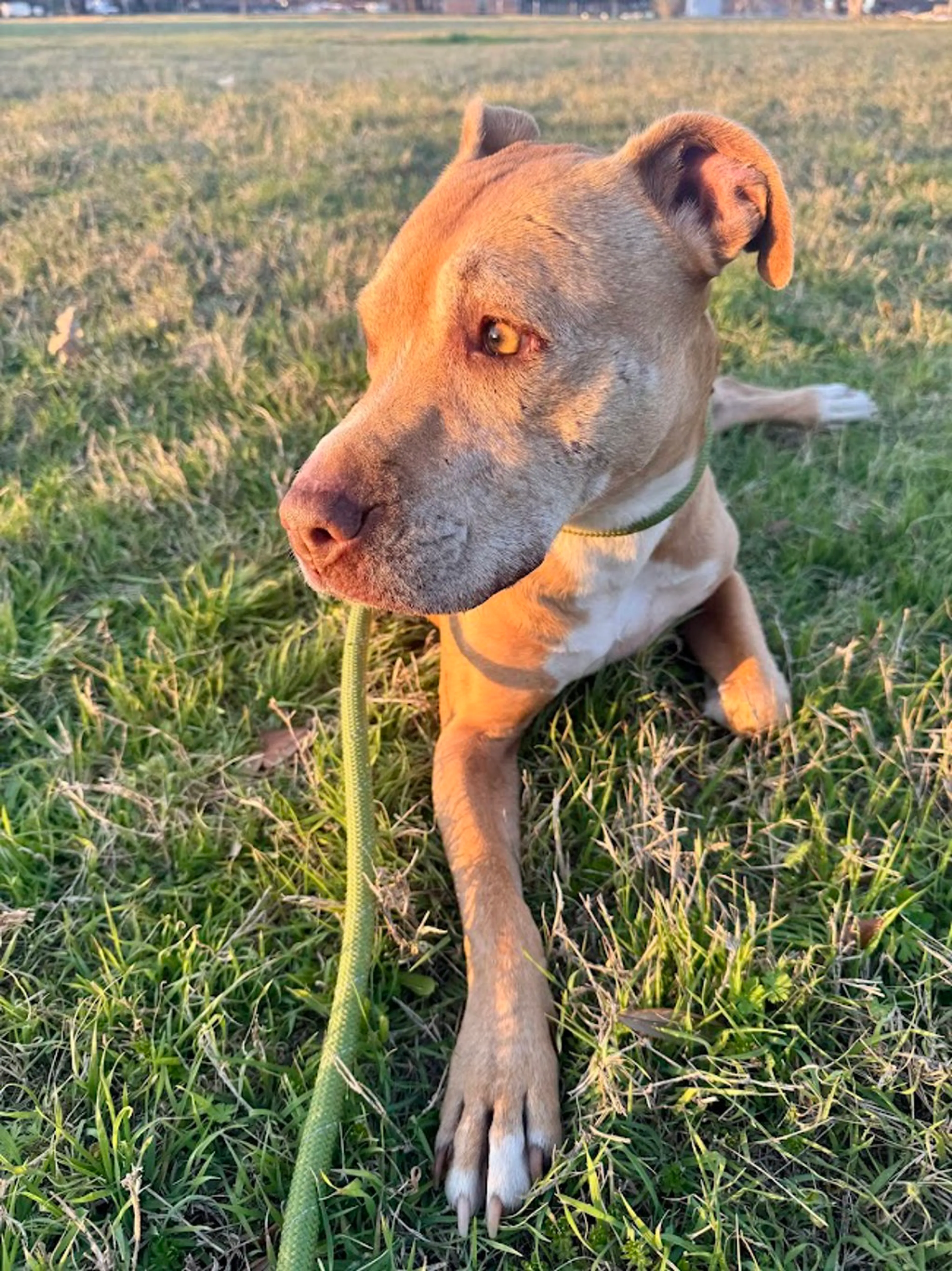 Found pet-5
