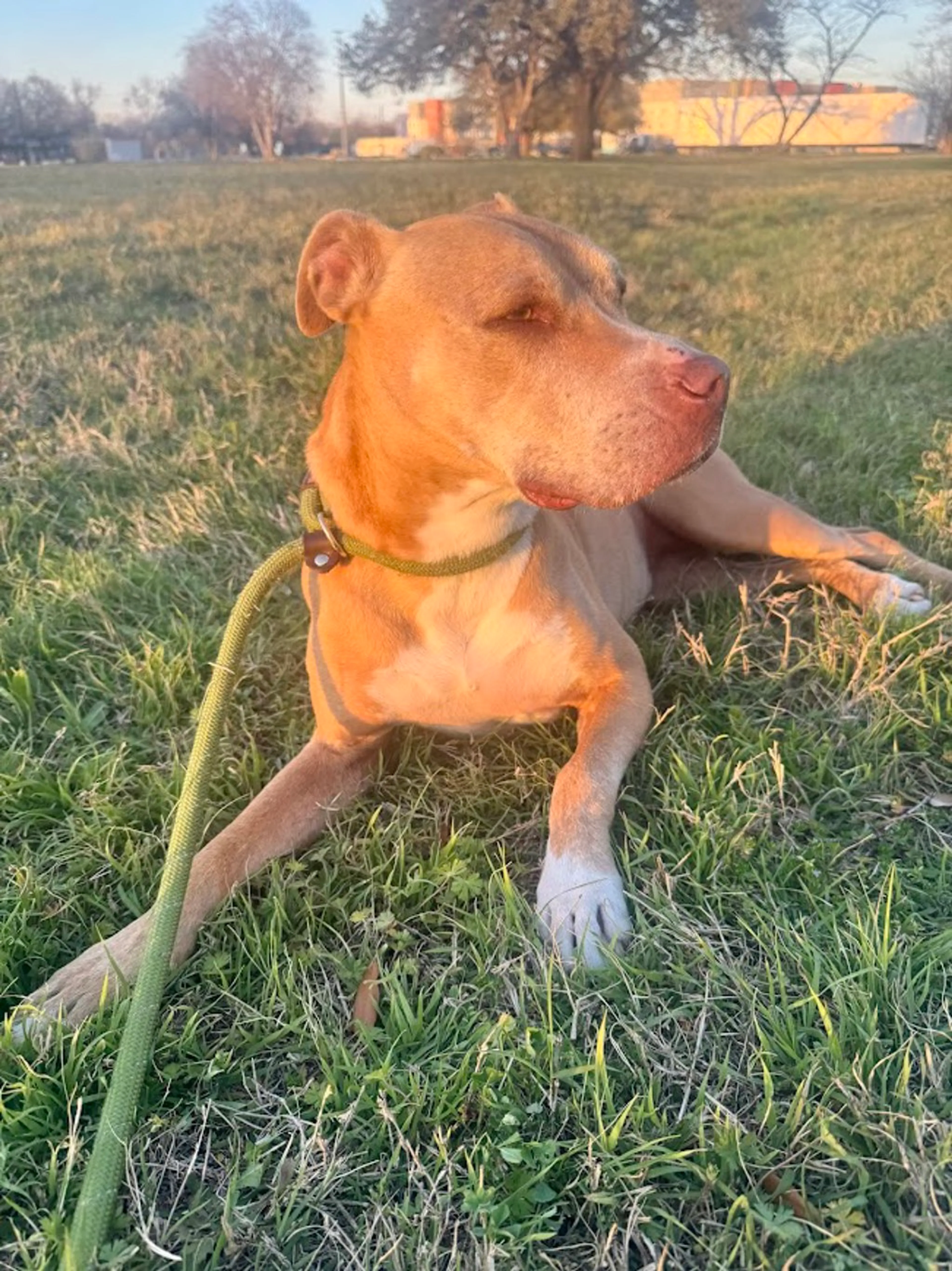 Found pet-8