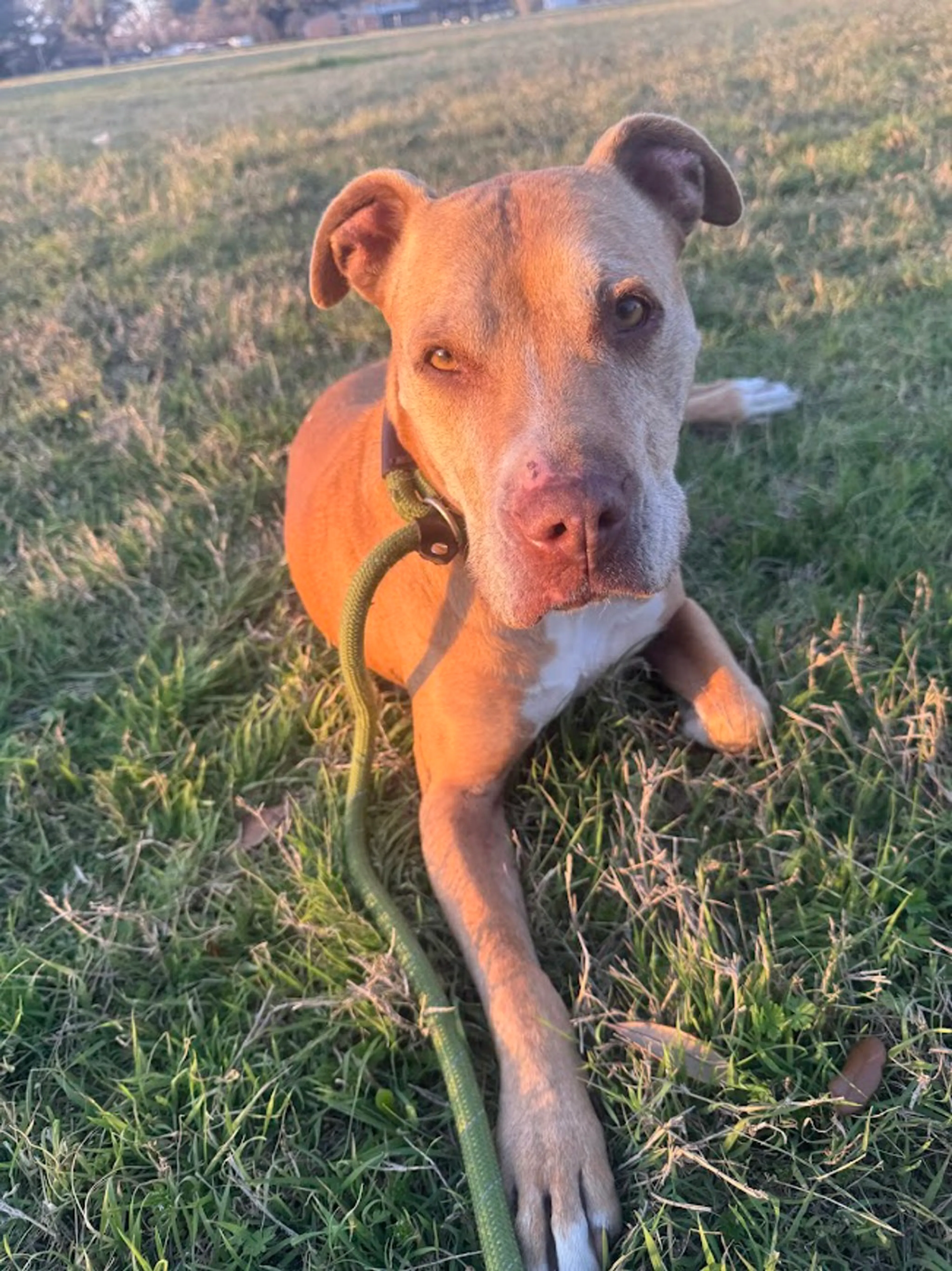 Found pet-9