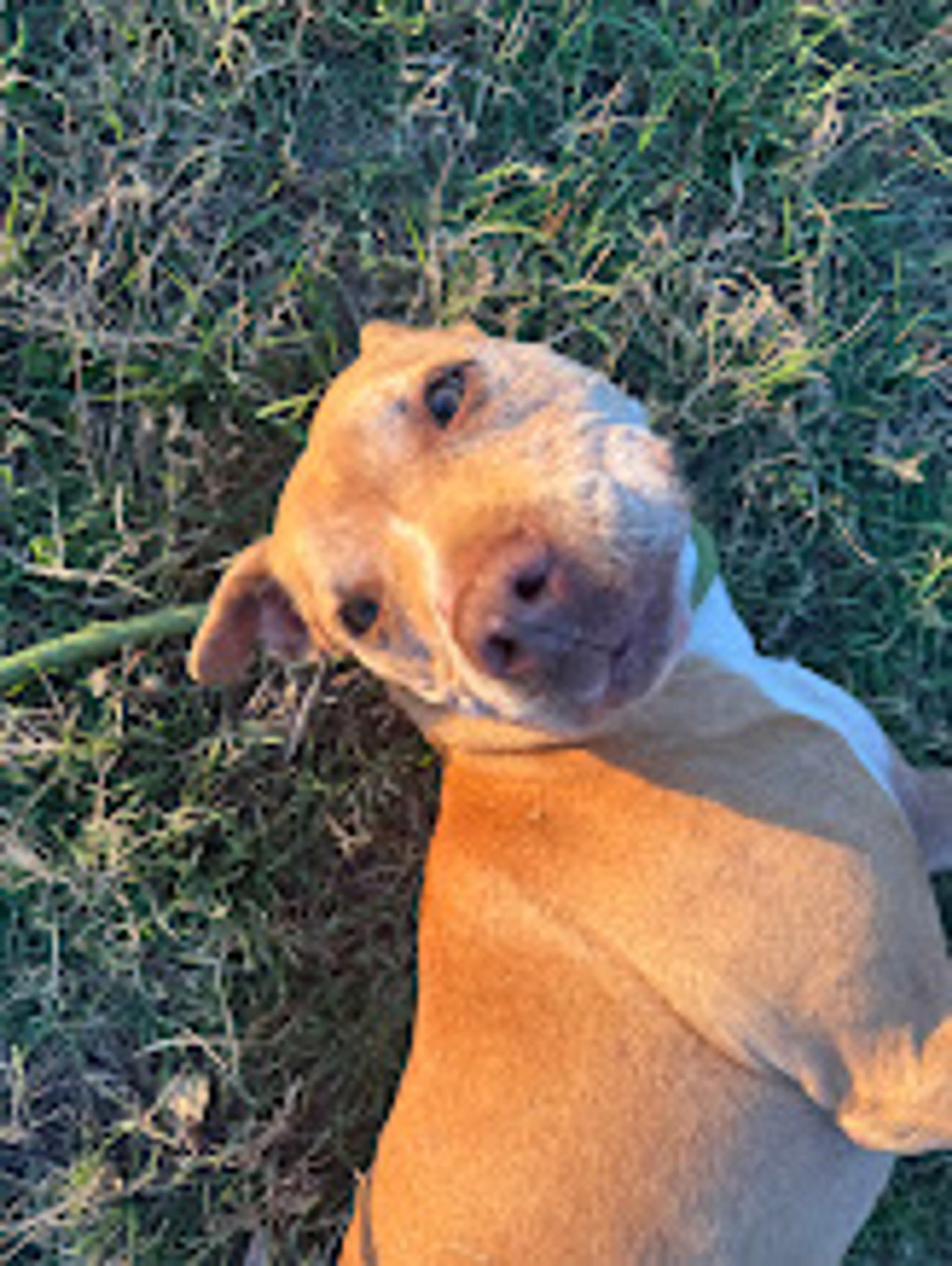 Found pet-4