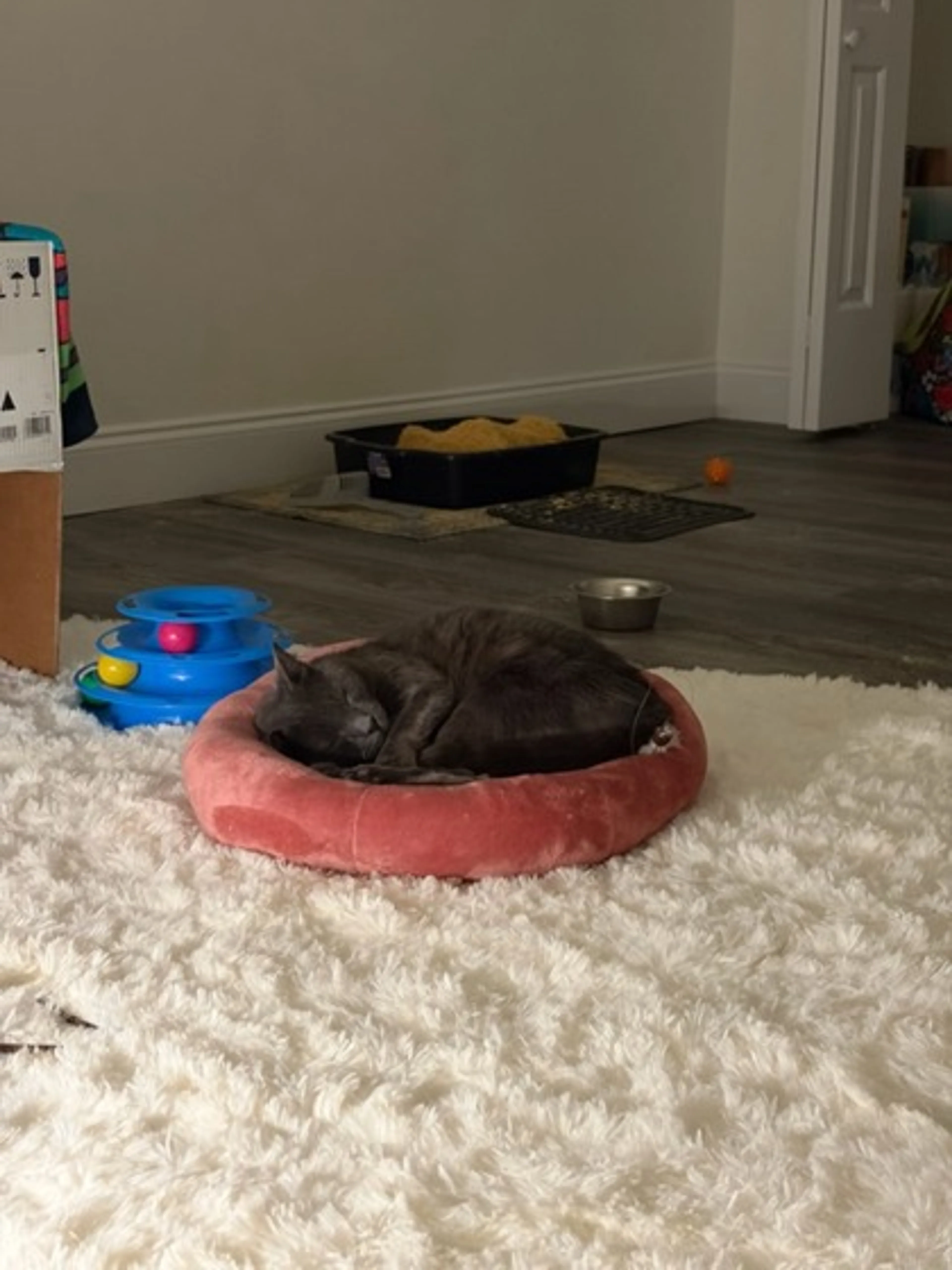 Found pet-1