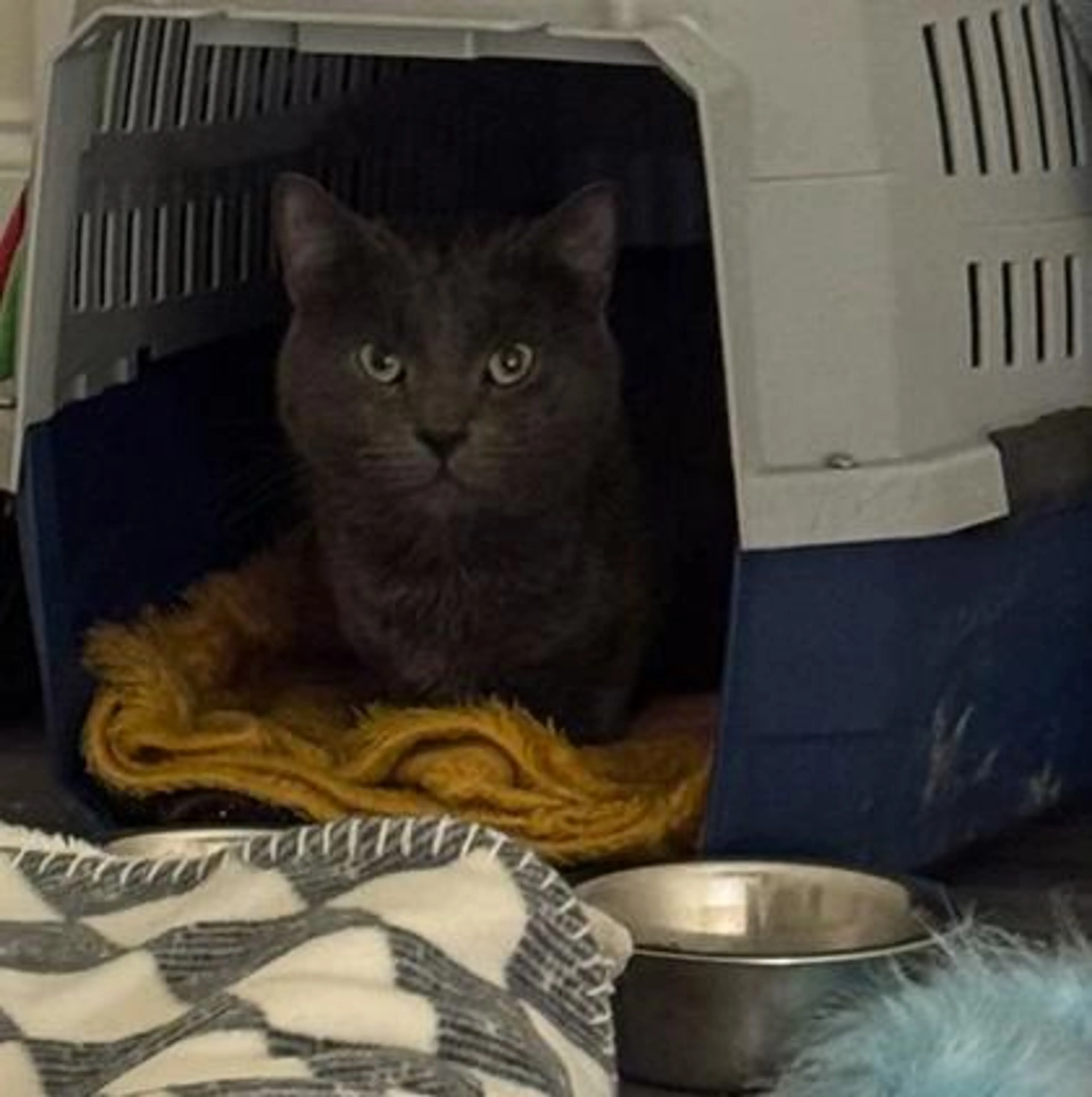Found pet-2
