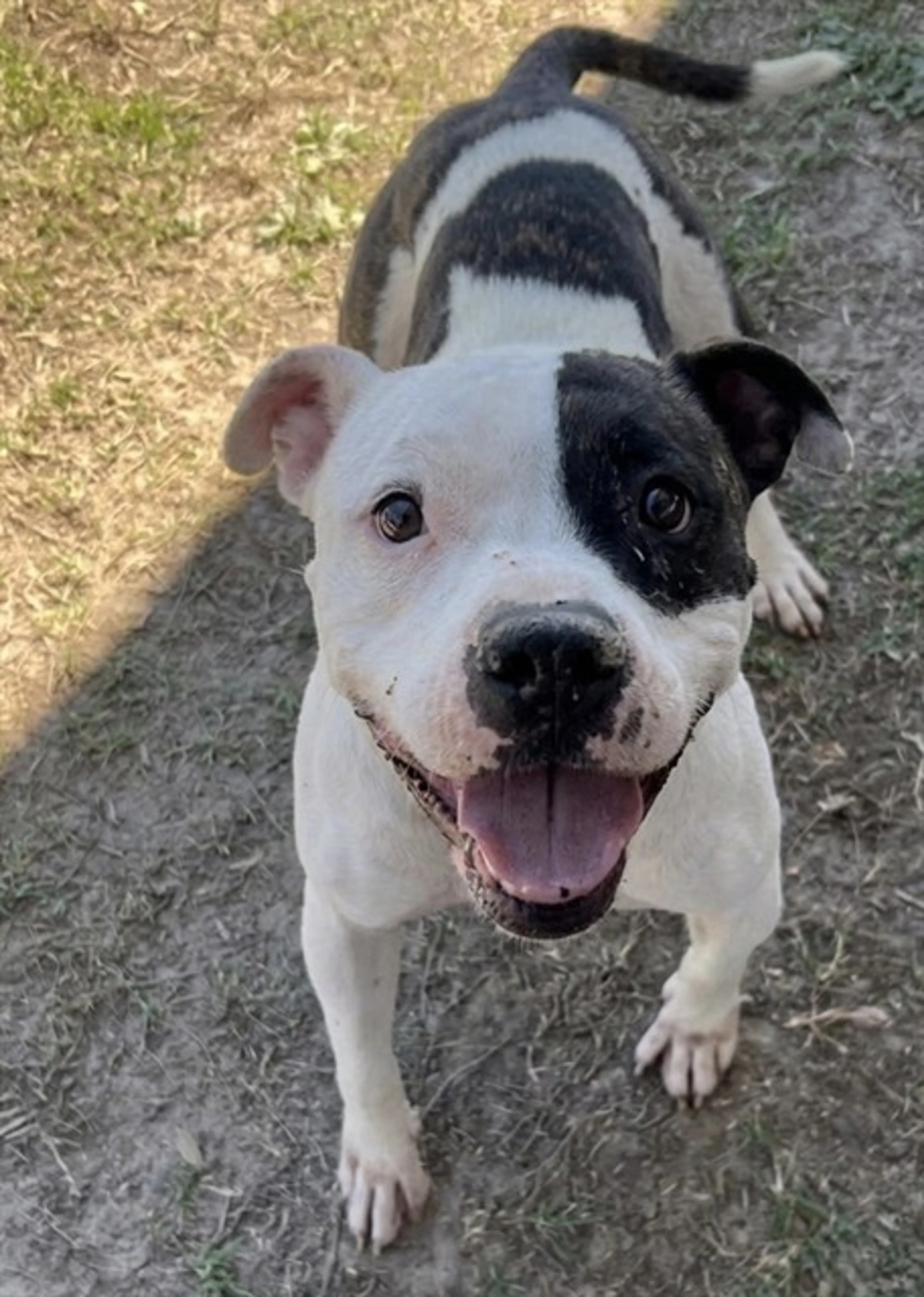 Found pet