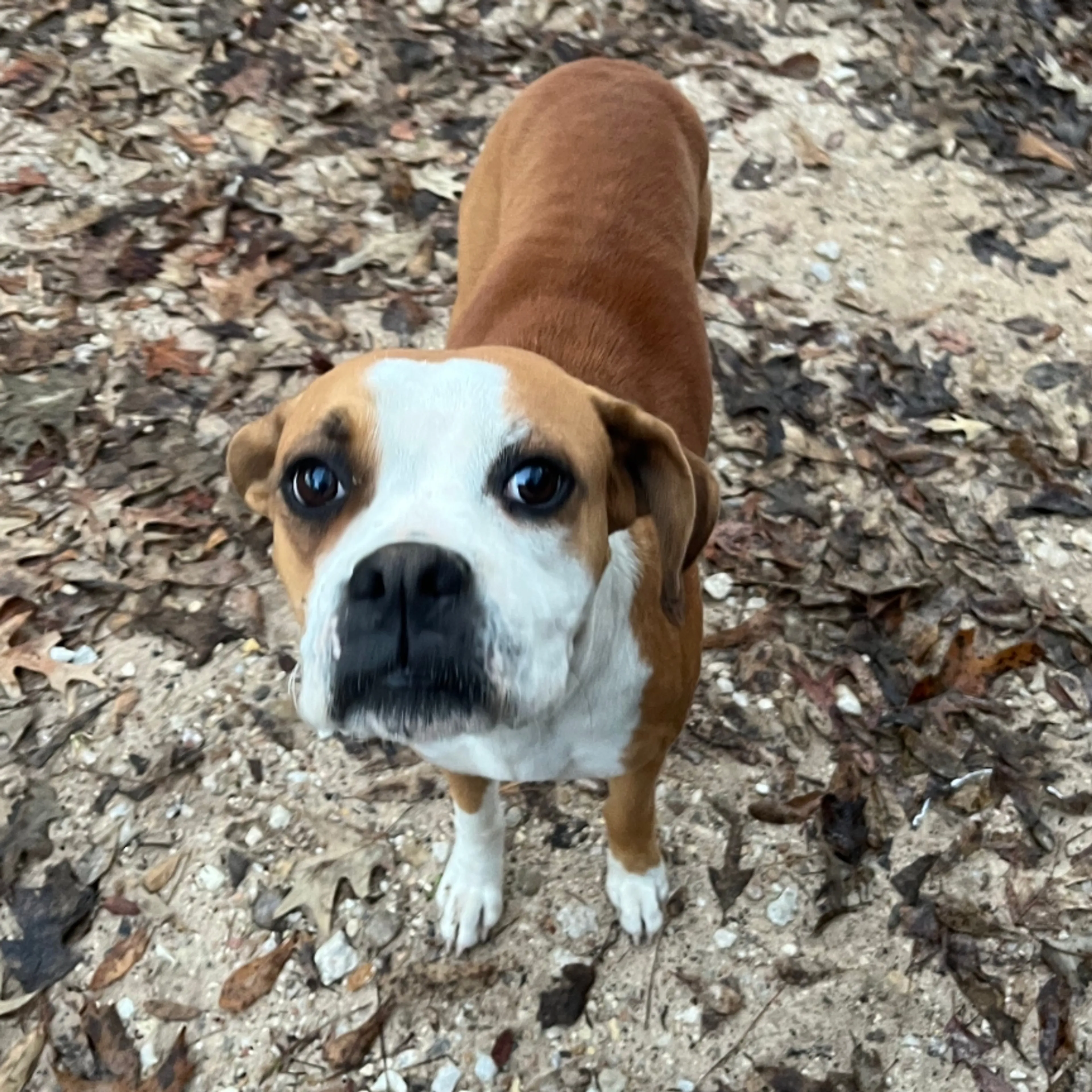 Lost pet