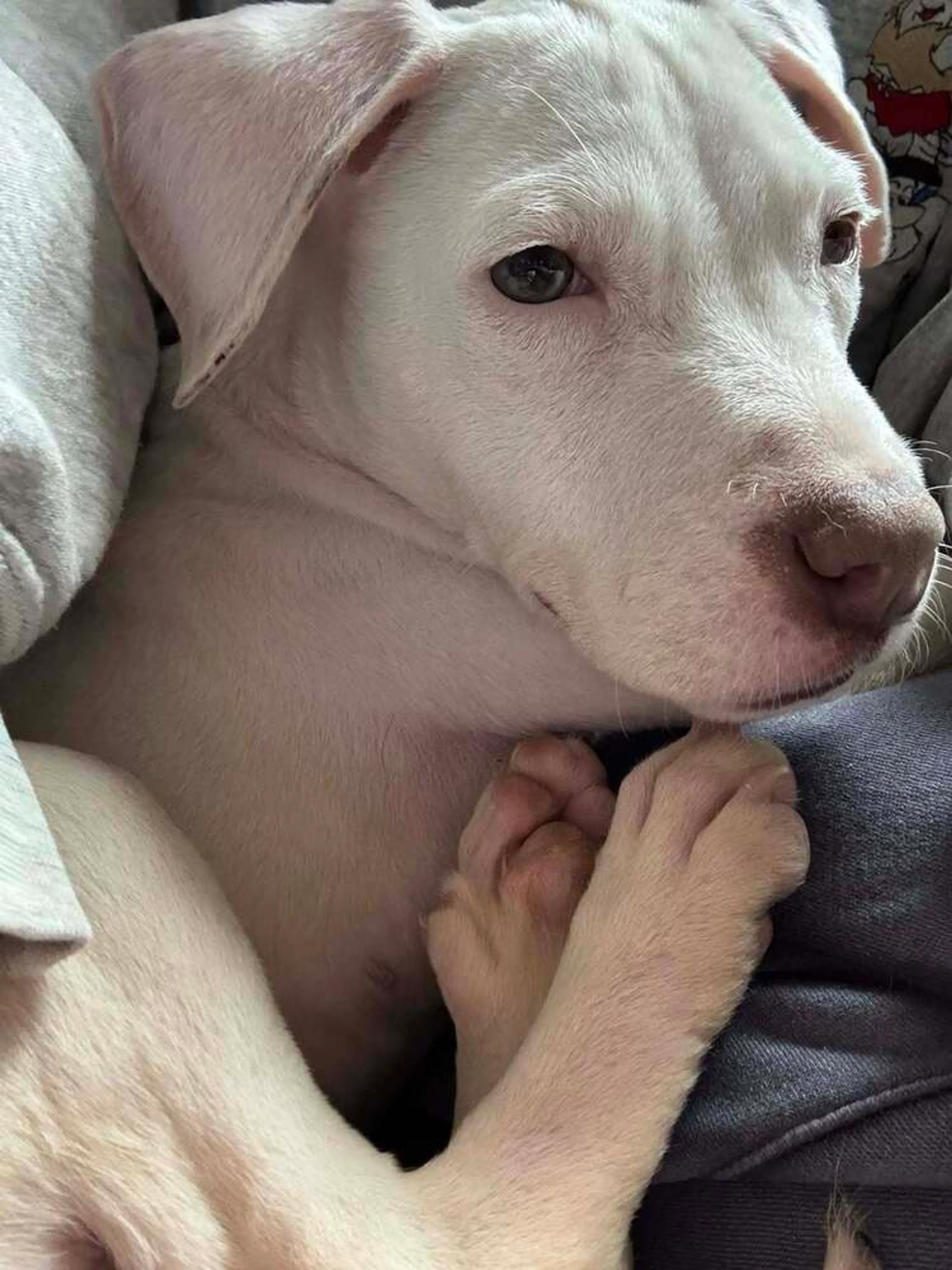 Found pet-3