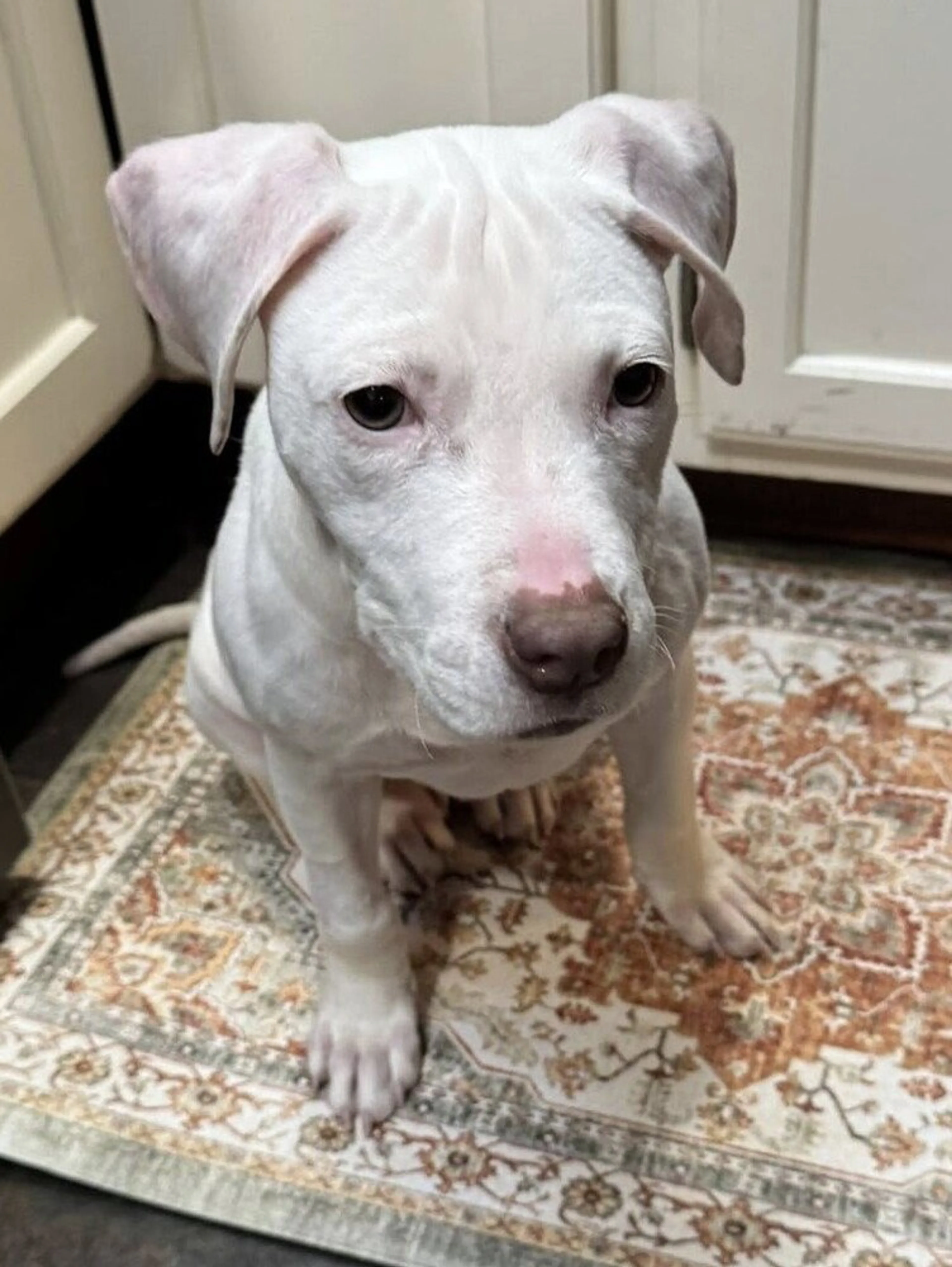 Found pet-1