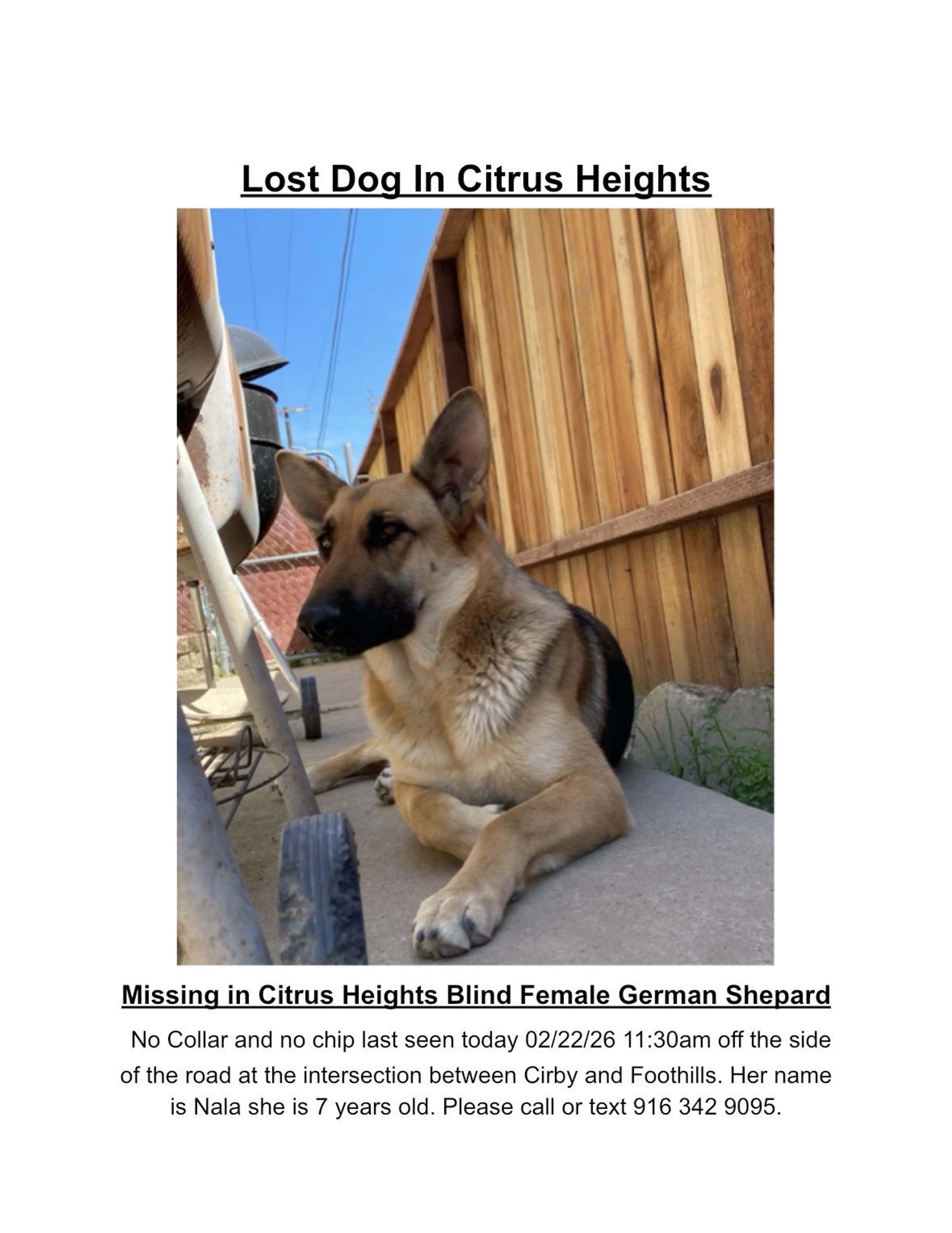 Lost pet