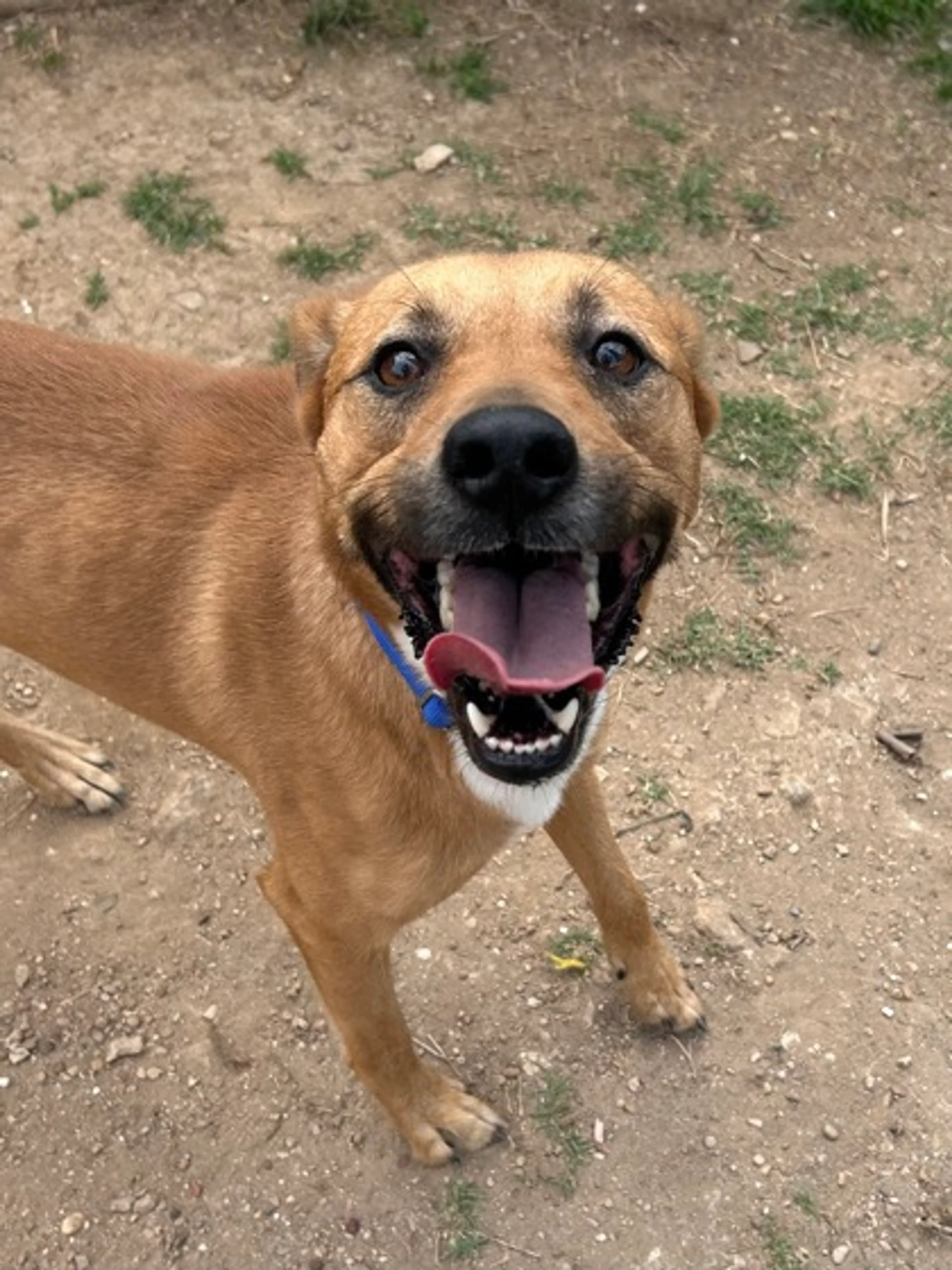Found pet-2