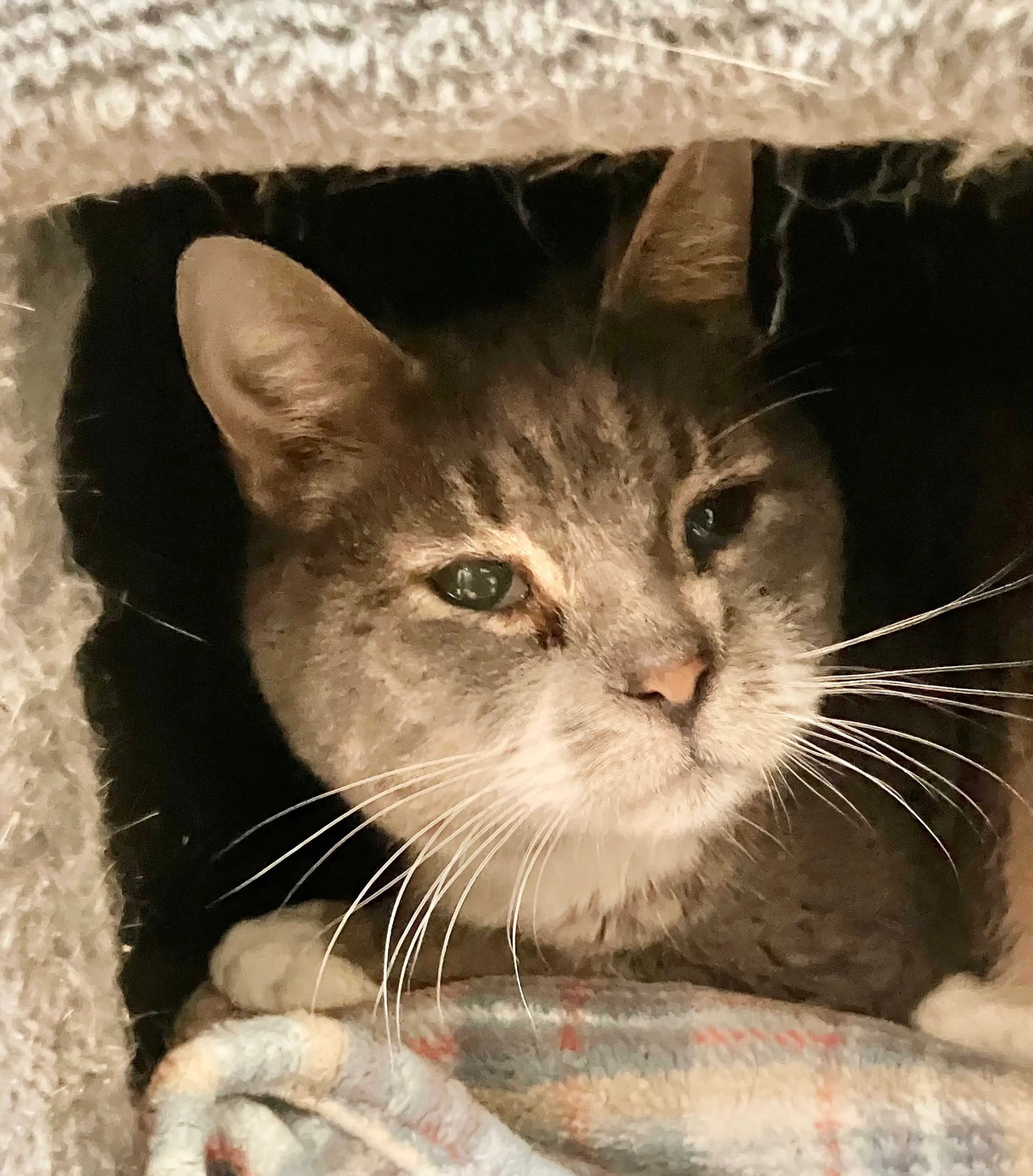 Found pet-0
