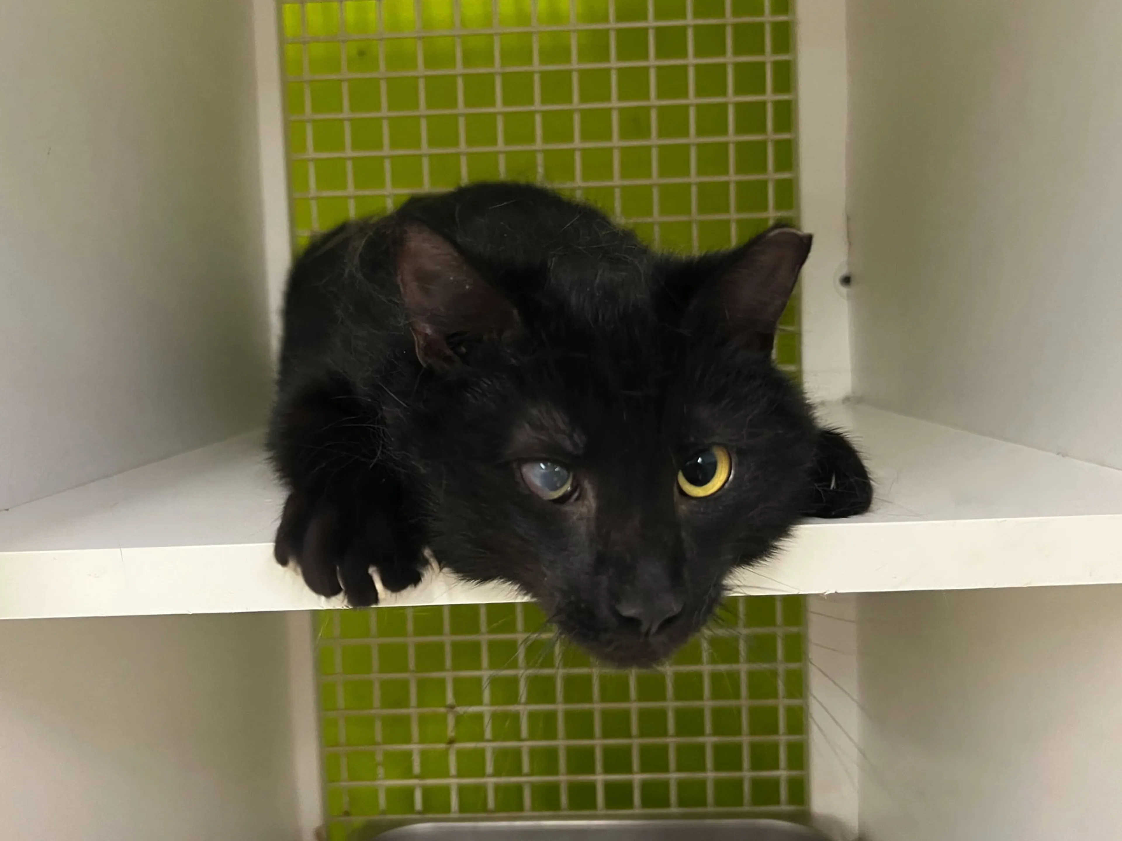 Found pet-3