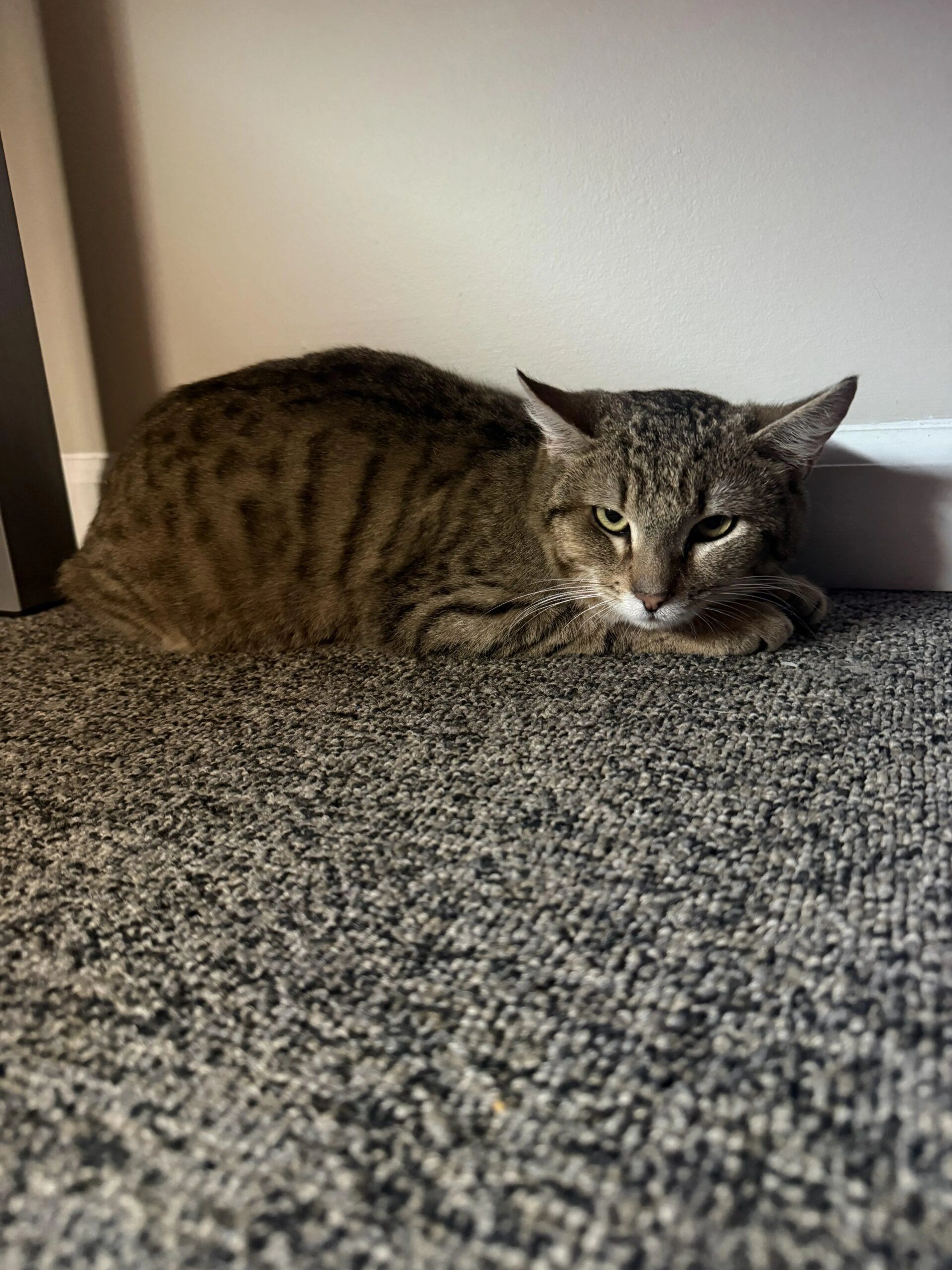 Found pet-0