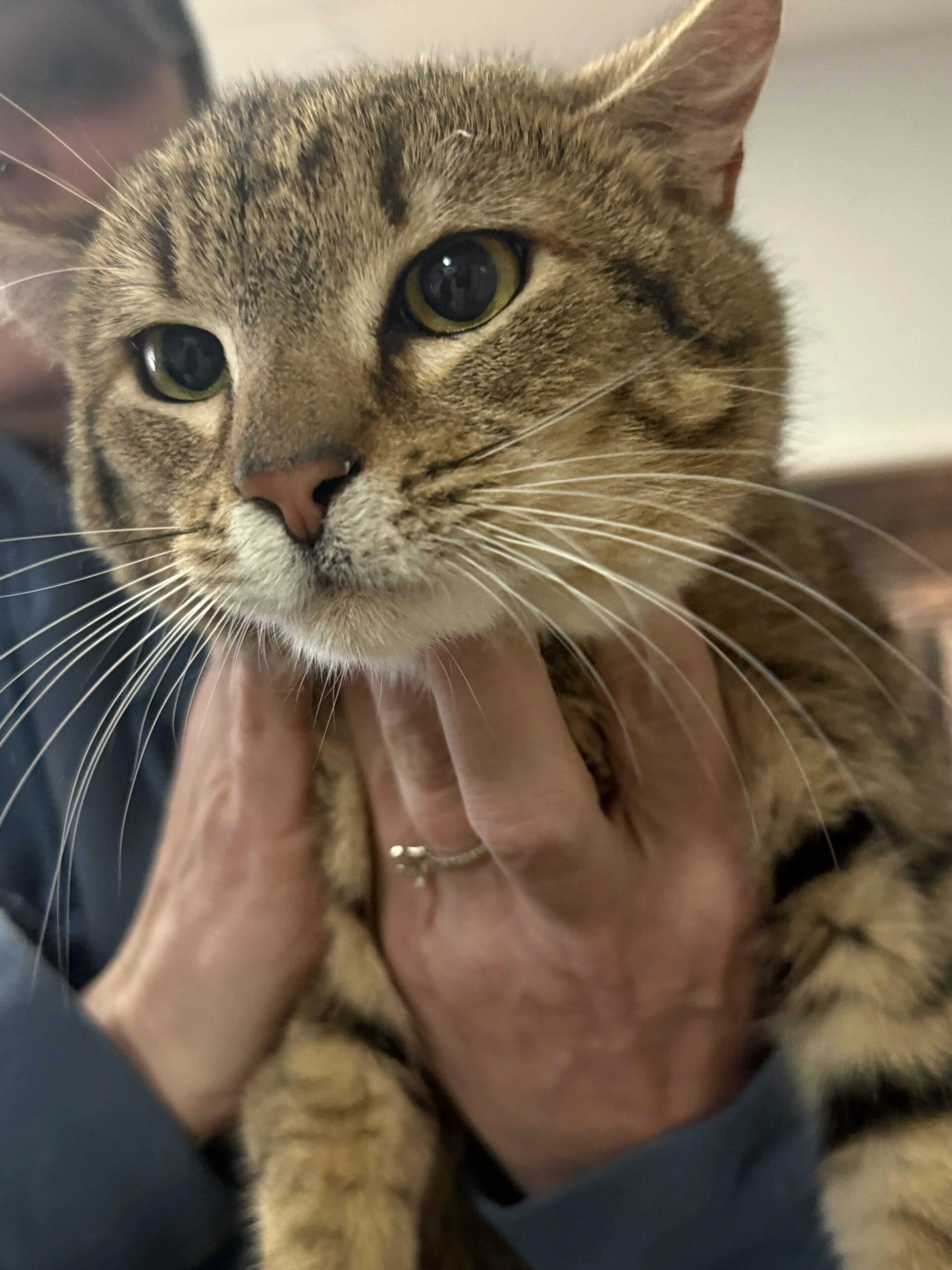 Found pet-2