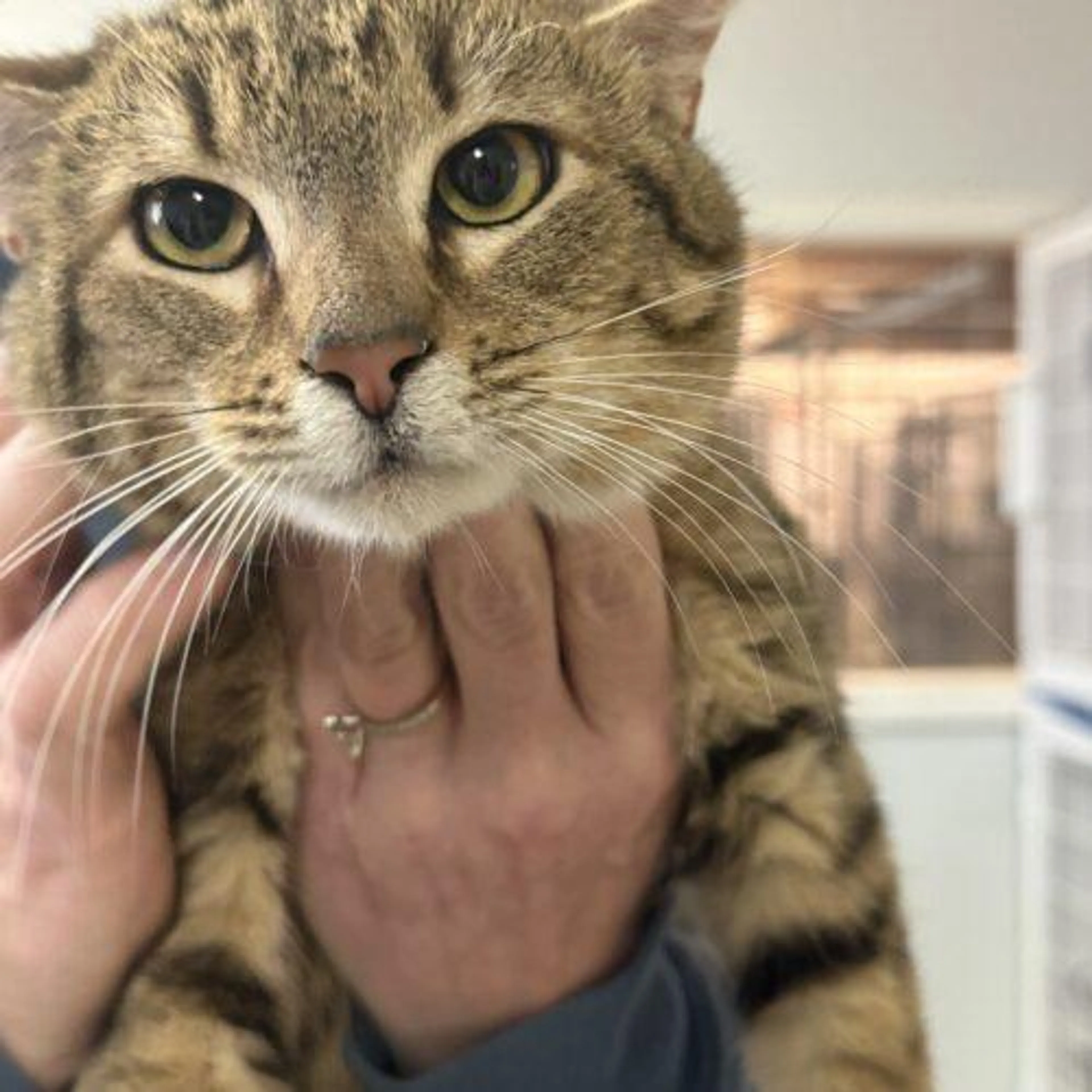 Found pet-1