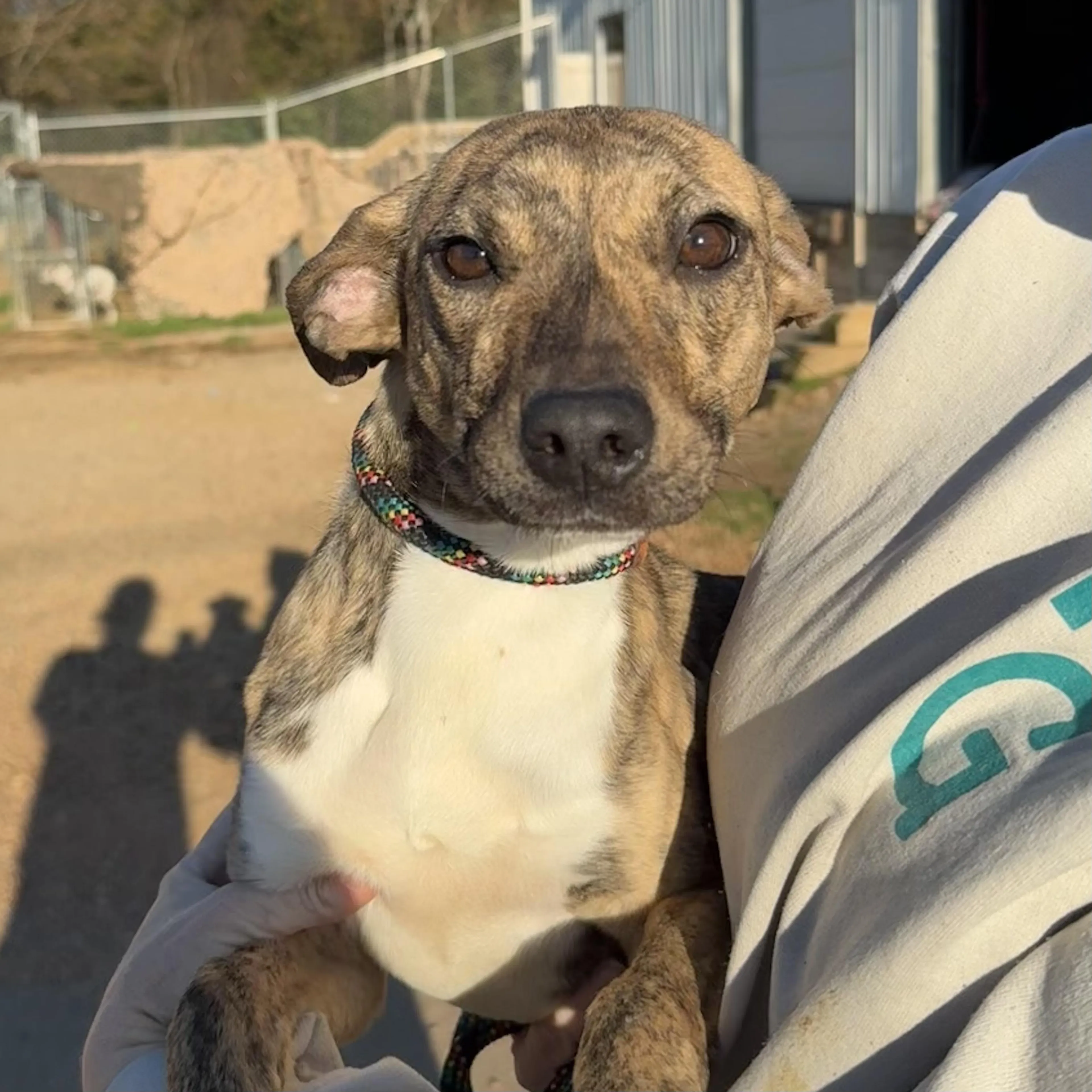 Found pet-3