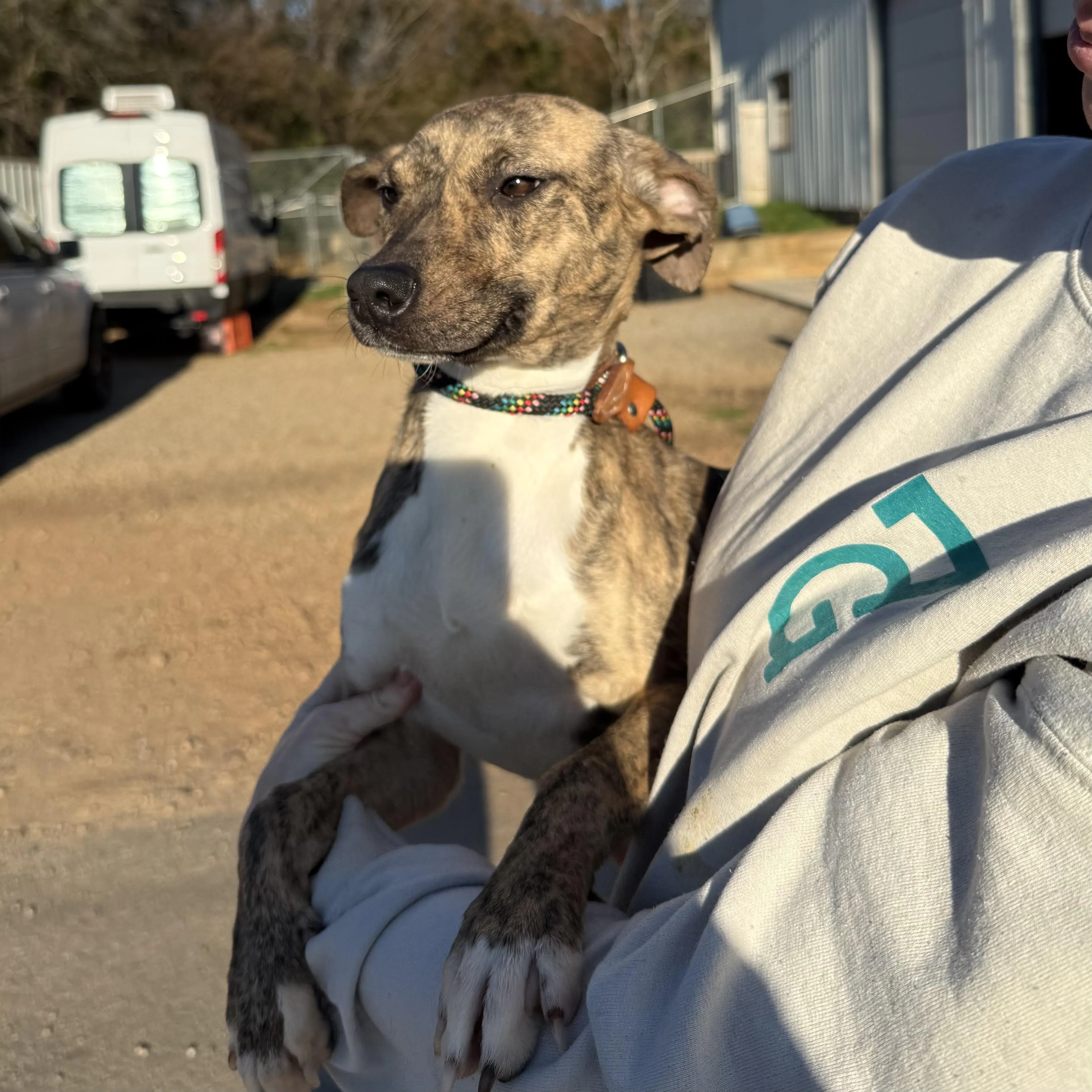 Found pet-4