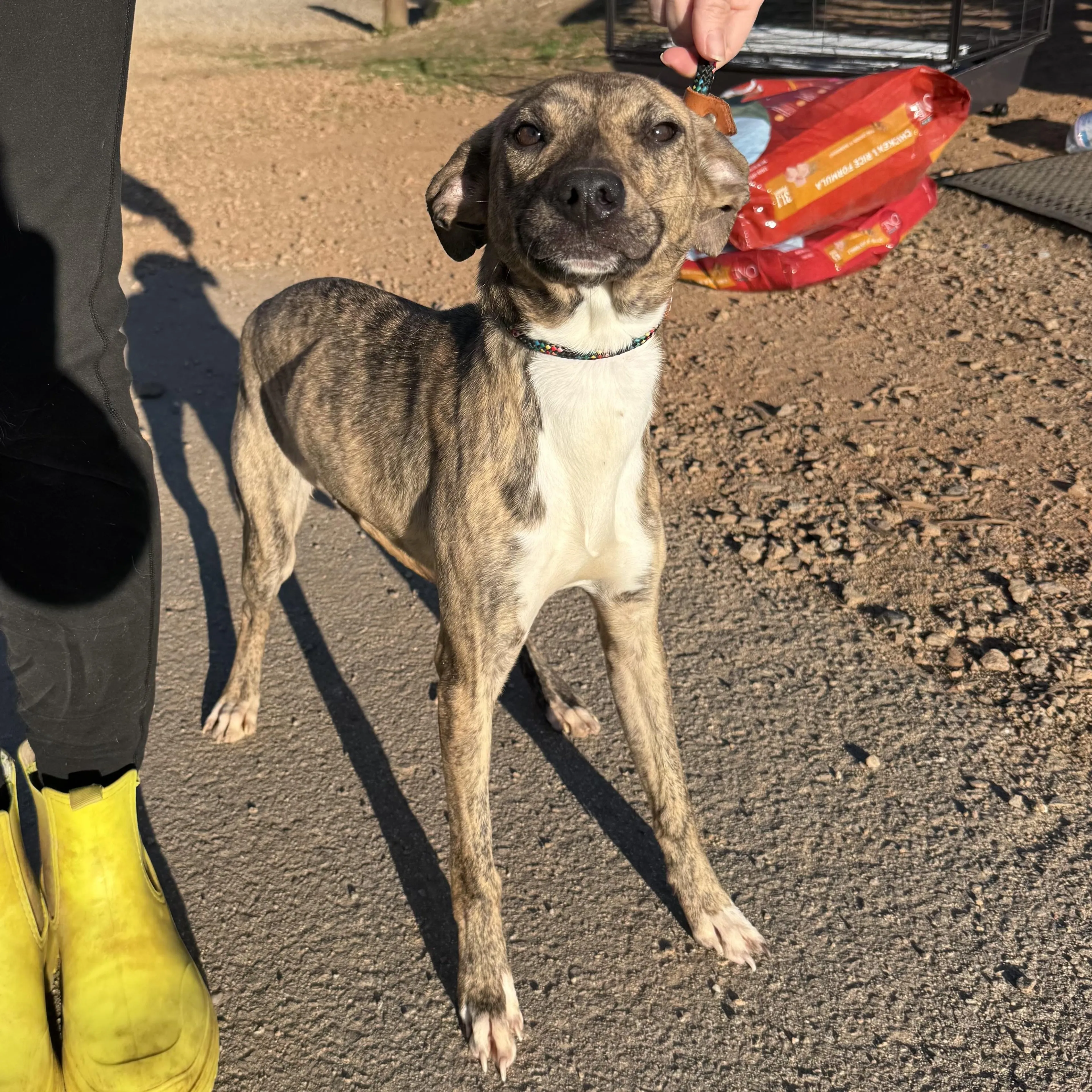 Found pet-5