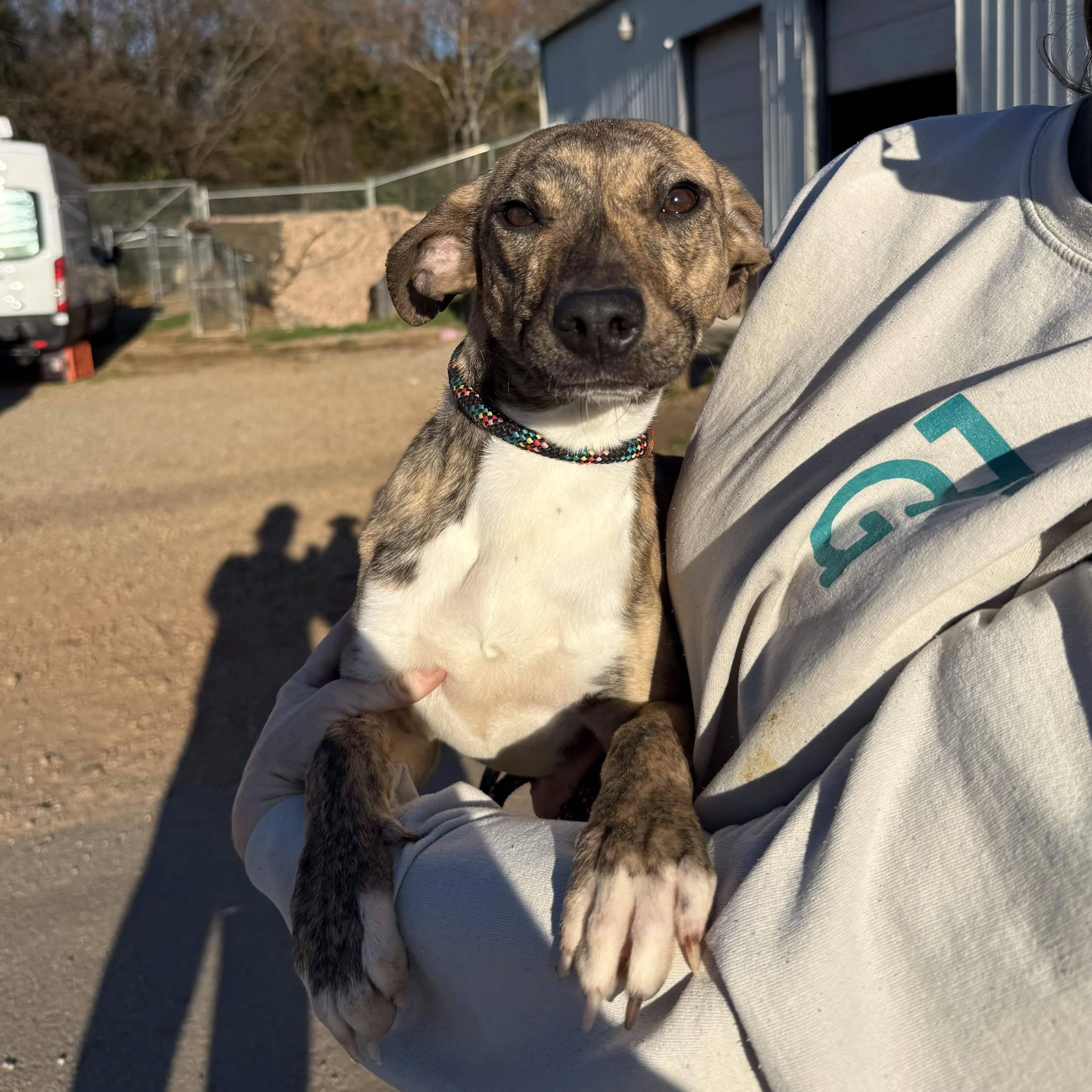 Found pet-2