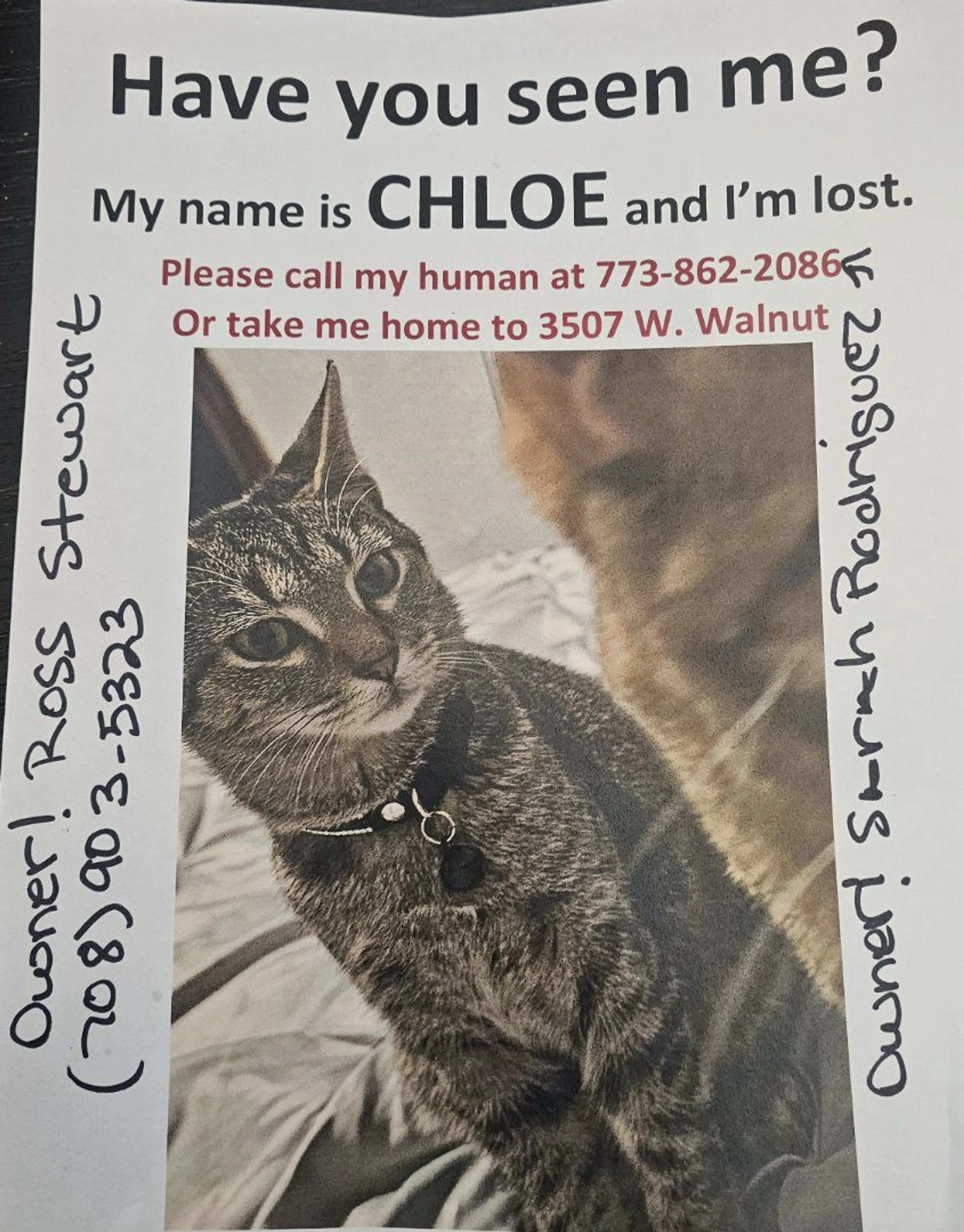 Lost pet-0