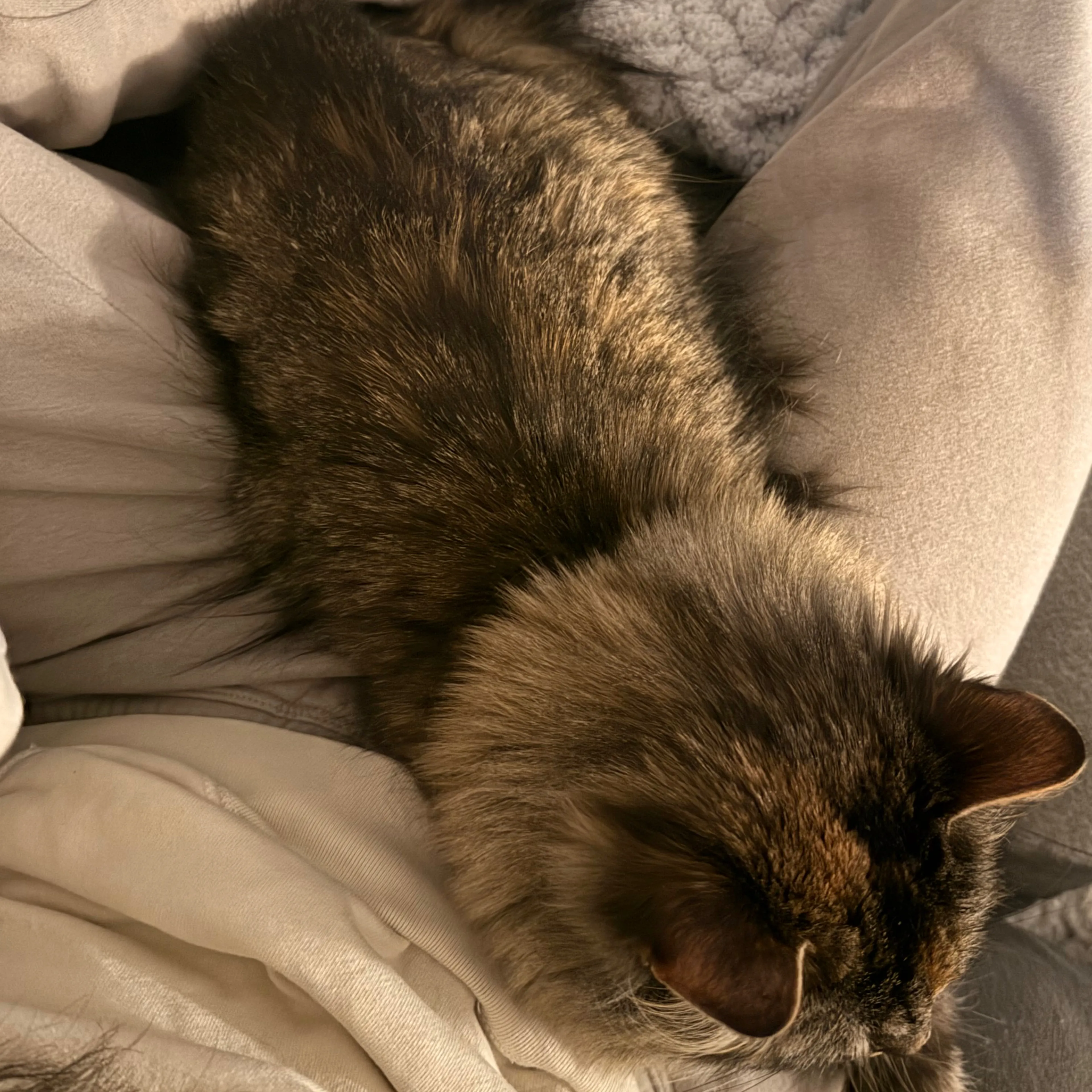 Lost pet-1