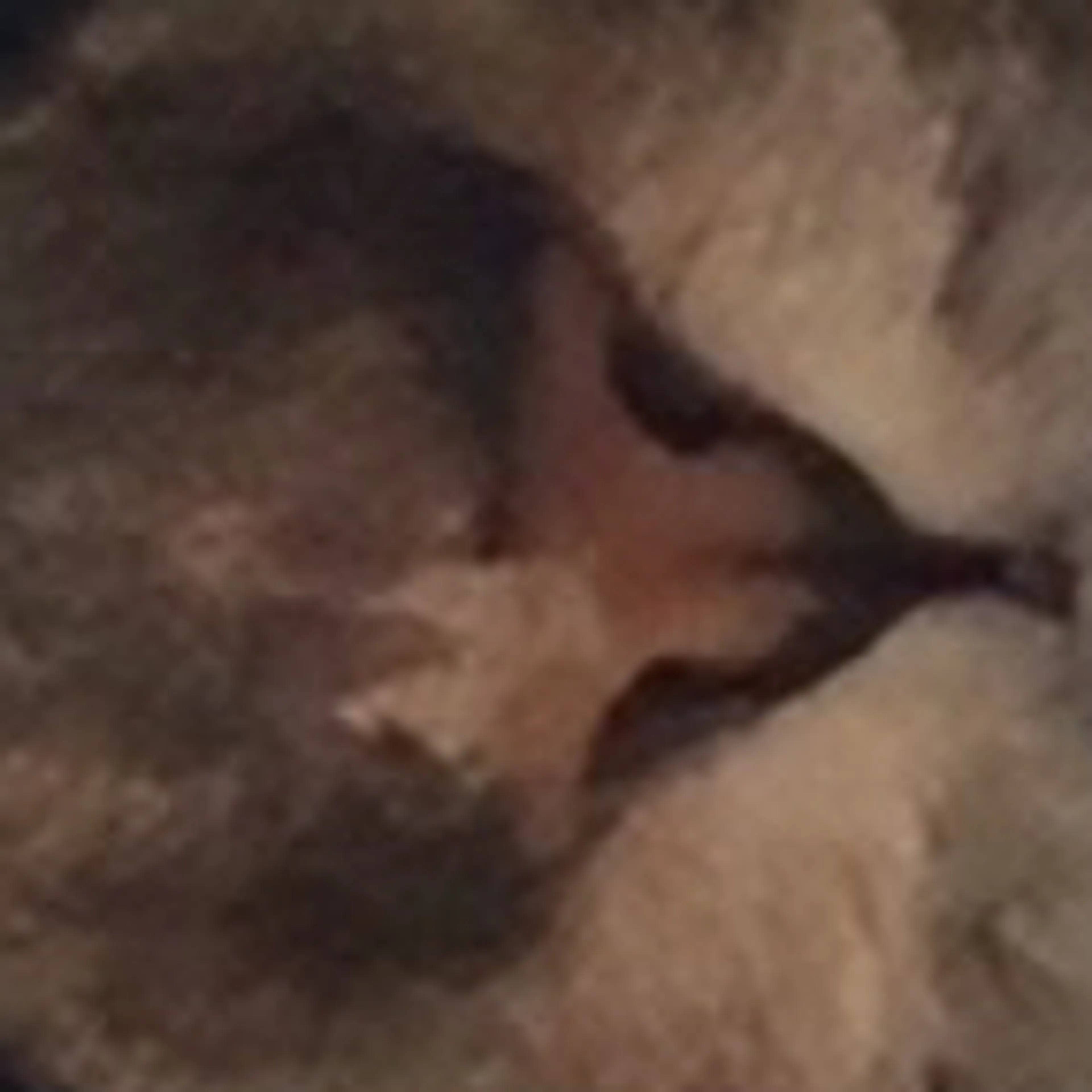 Lost pet-3