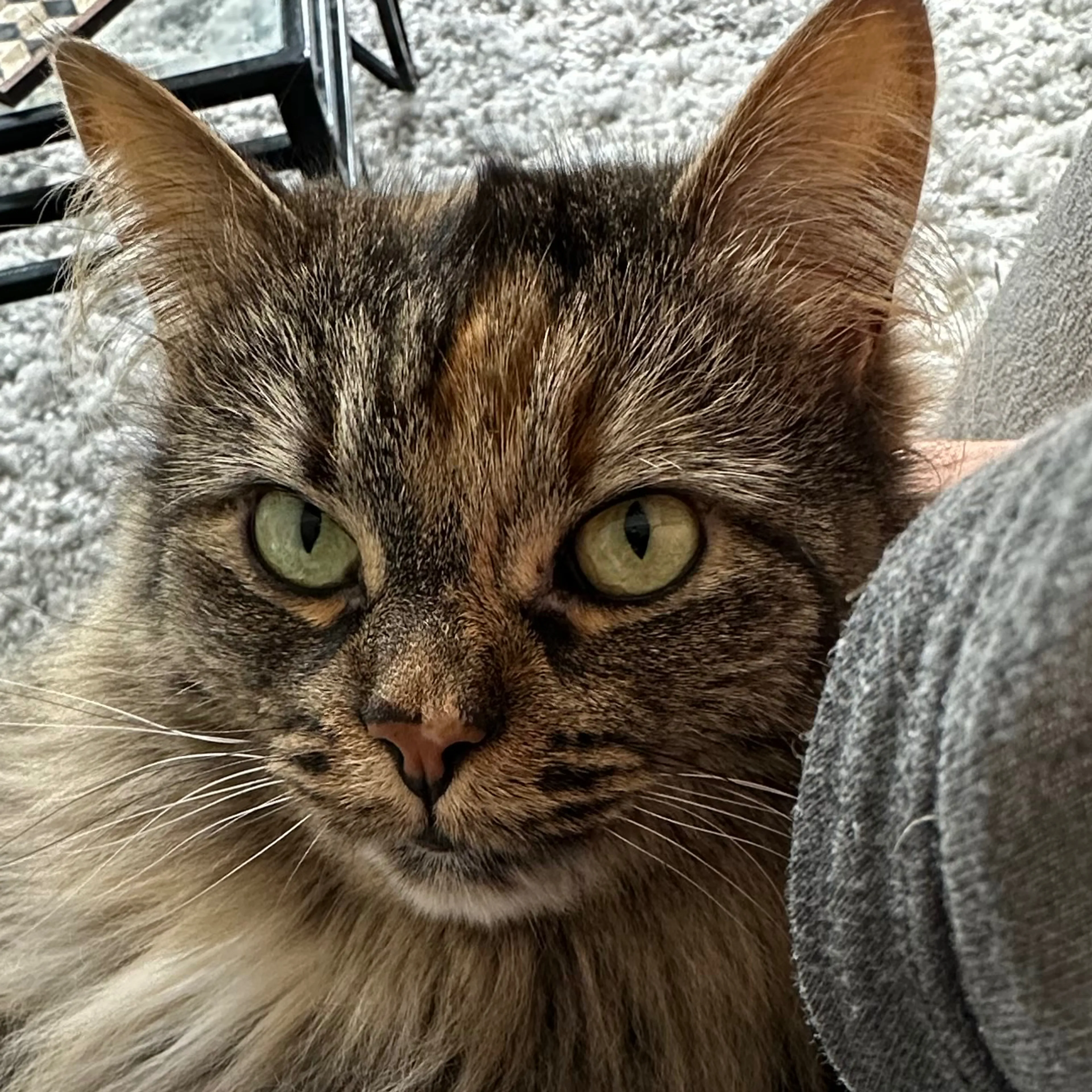 Lost pet-2