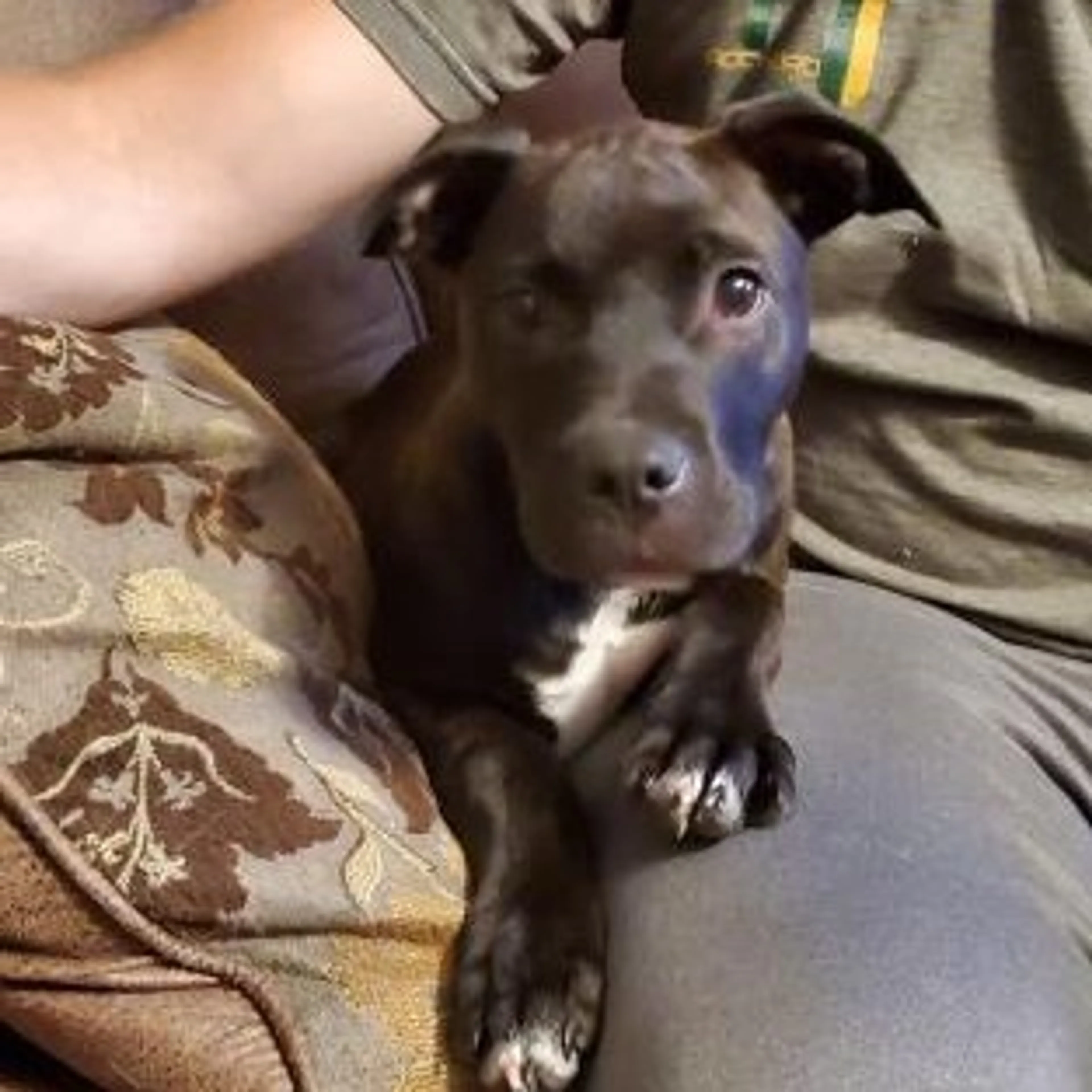 Found pet-4