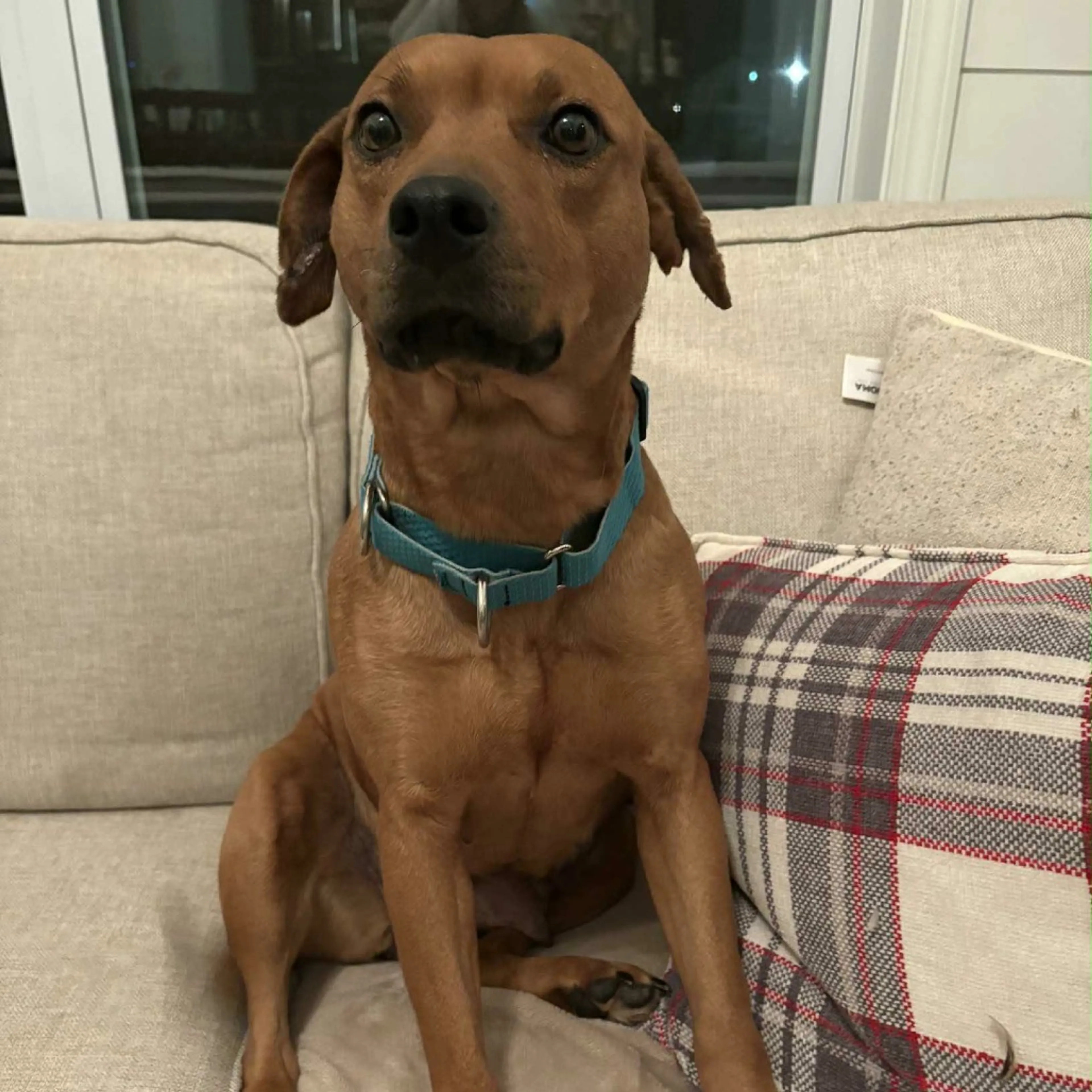 Found pet-2